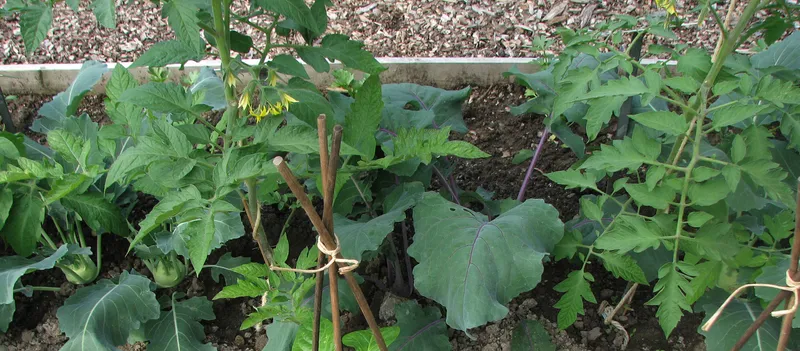Mischkultur - Pflanzenverwandtschaft und Fruchtwechsel im Gemüsegarten