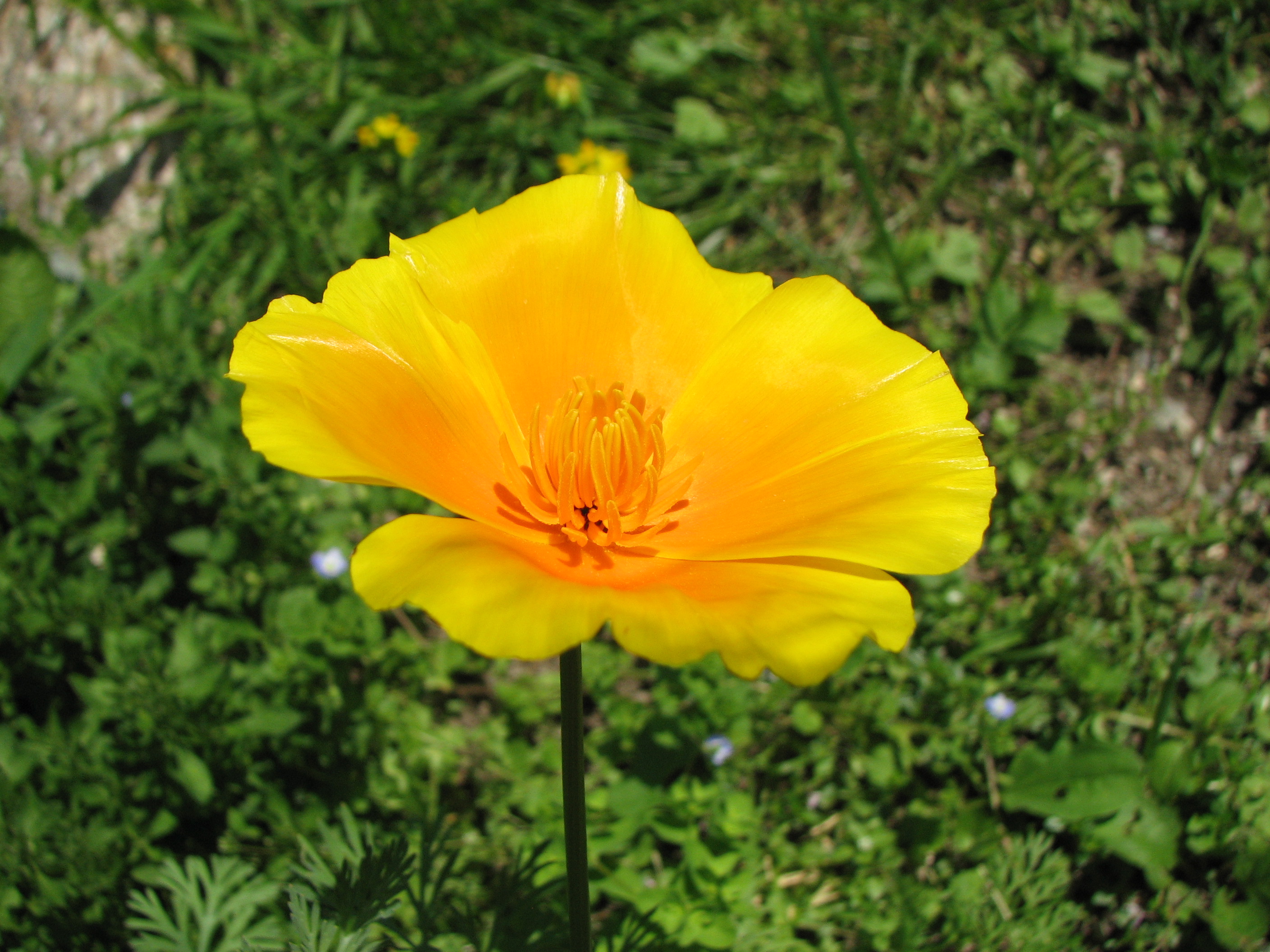 Goldmohn