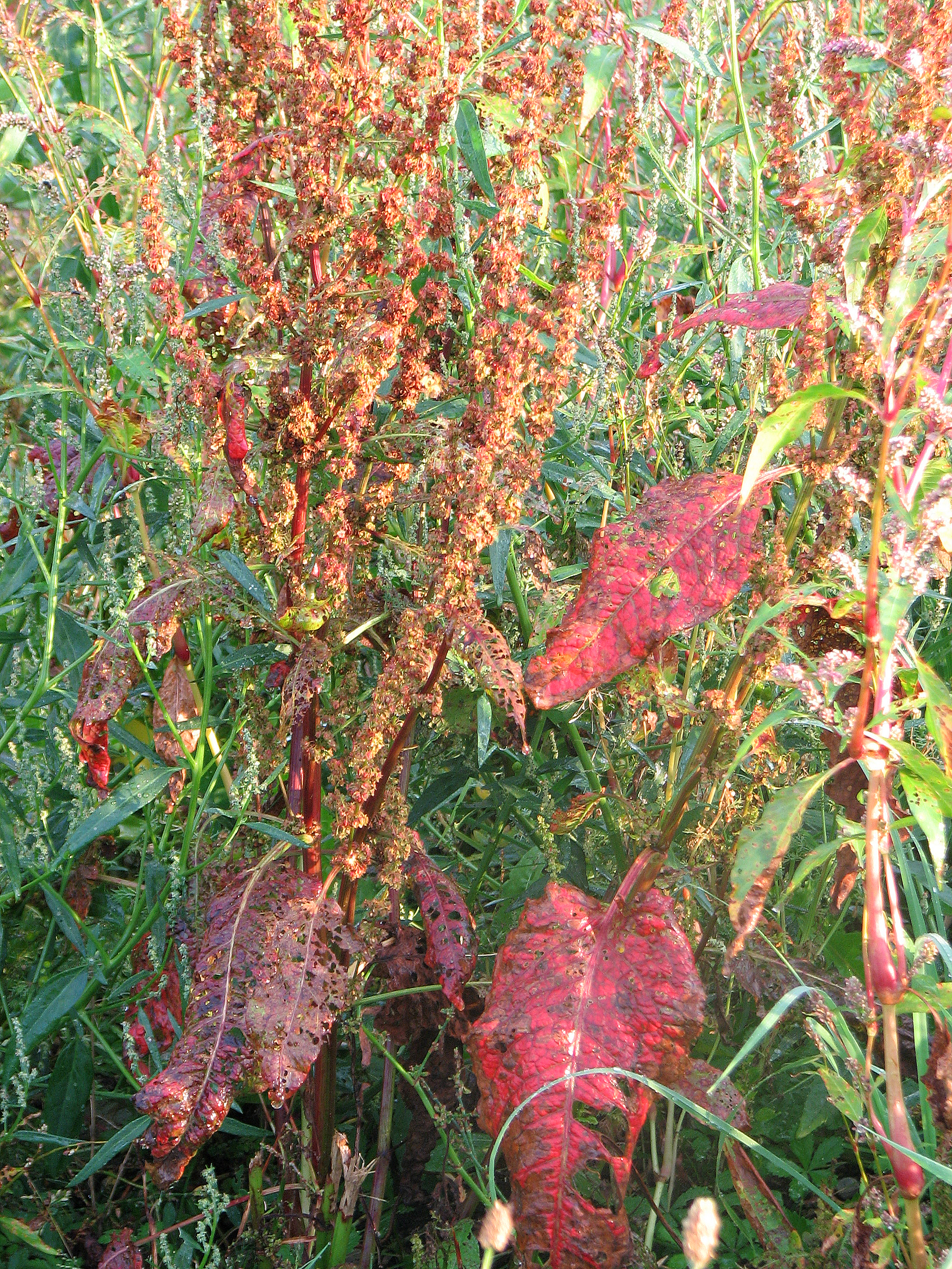 Stumpfblättriger Ampfer