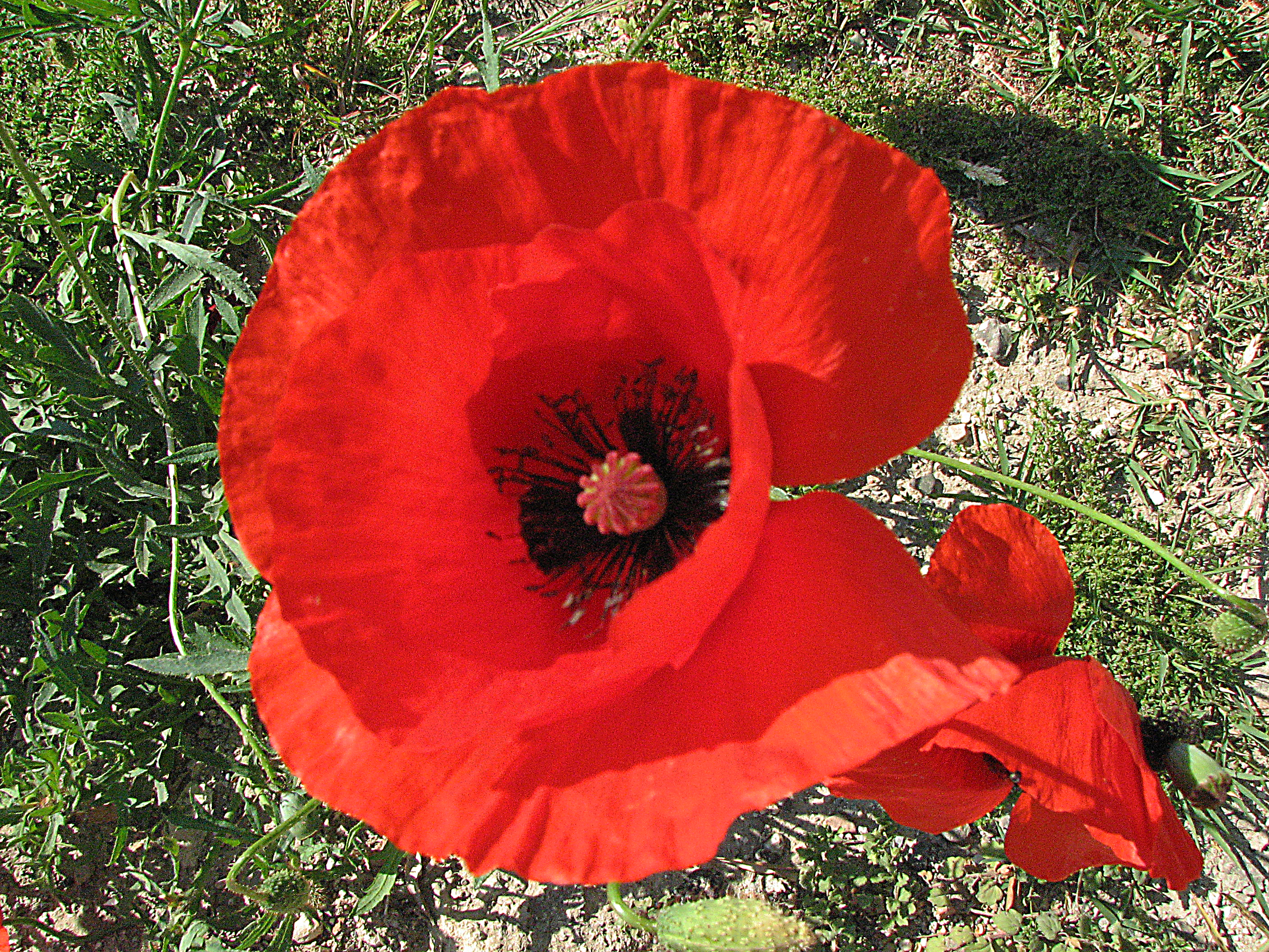 Klatschmohn
