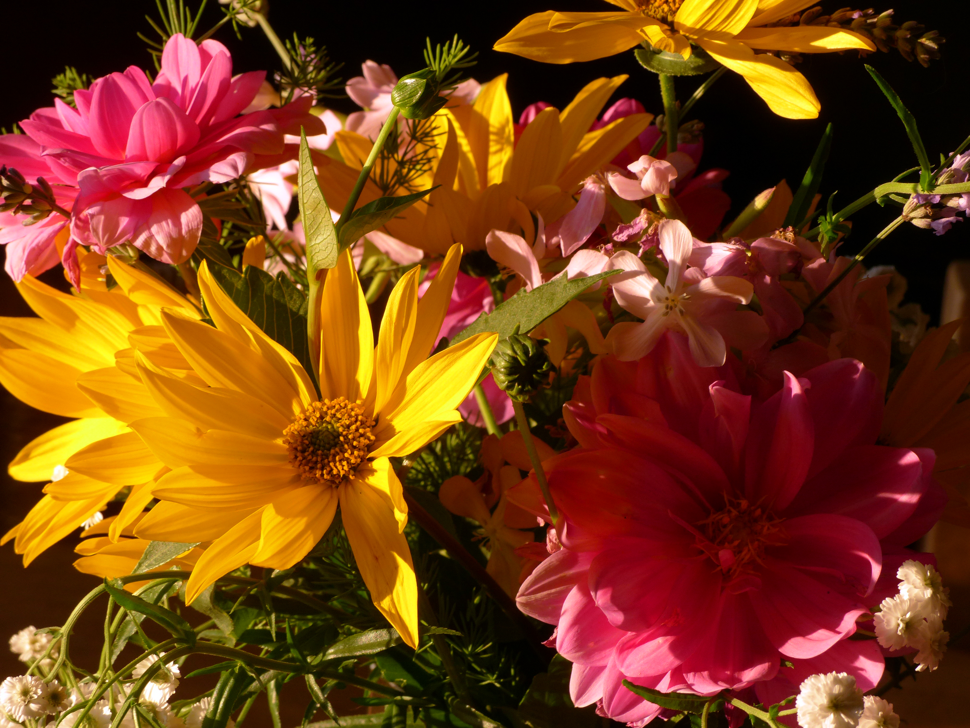 Armblütige Sonnenblume