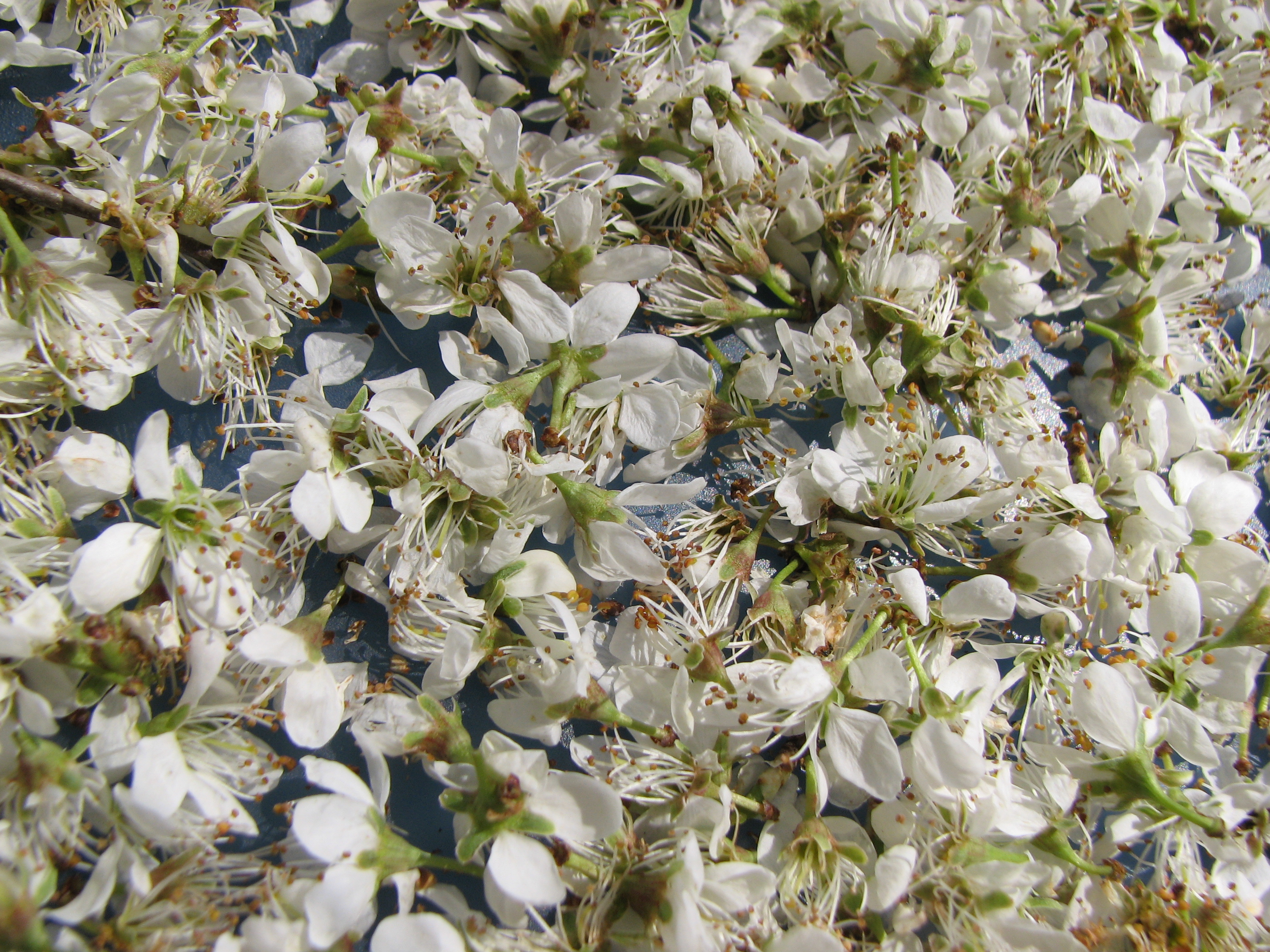 Schlehdornblüten-Tee