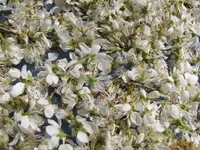 Schlehdornblüten-Tee