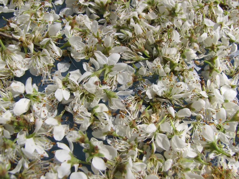 Schlehdornblüten-Tee