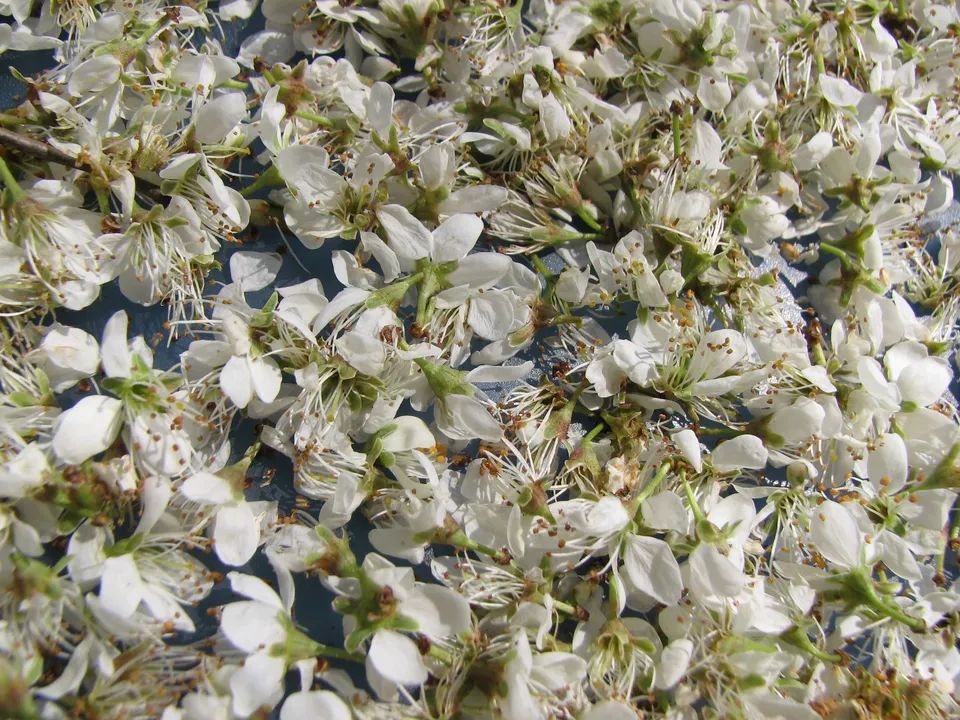 Schlehdornblüten-Tee
