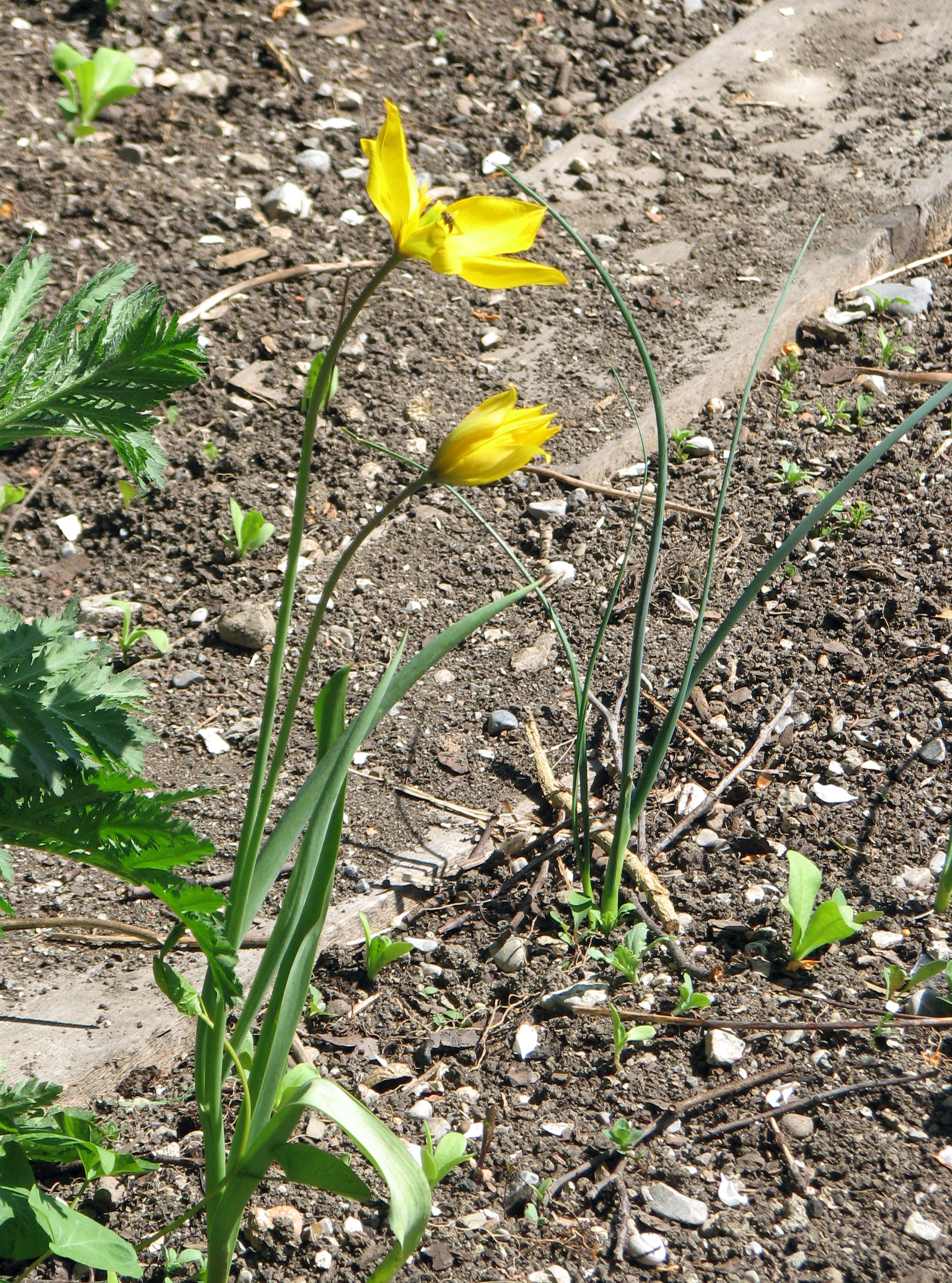 Weinbergtulpe