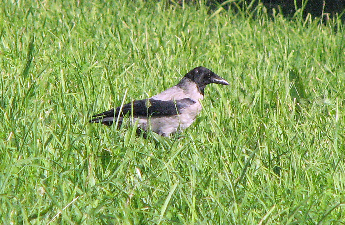 <p><em>Nebelkrähe </em>sucht Nacktschnecke.</p>