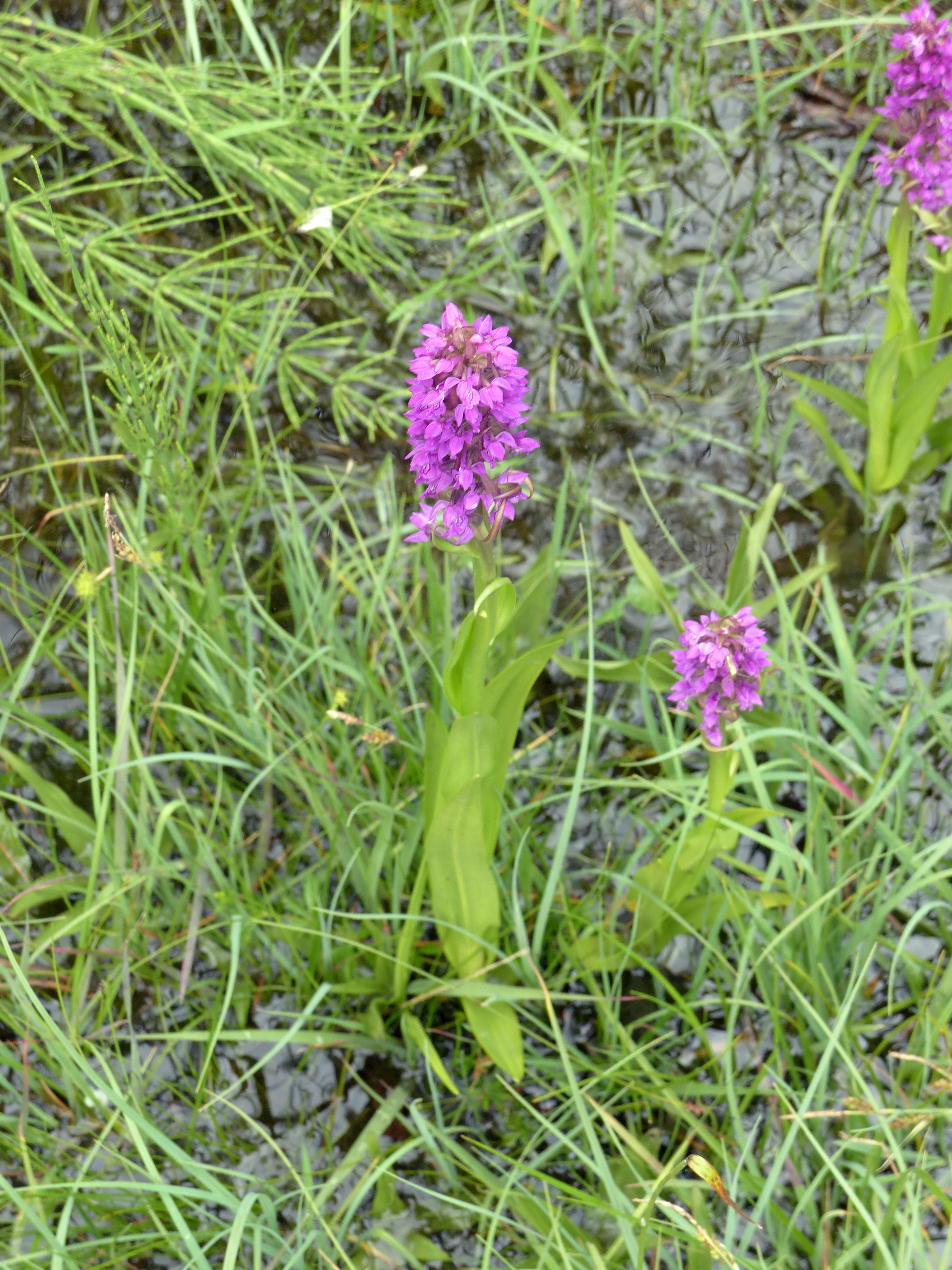 Fleischfarbene Fingerwurz