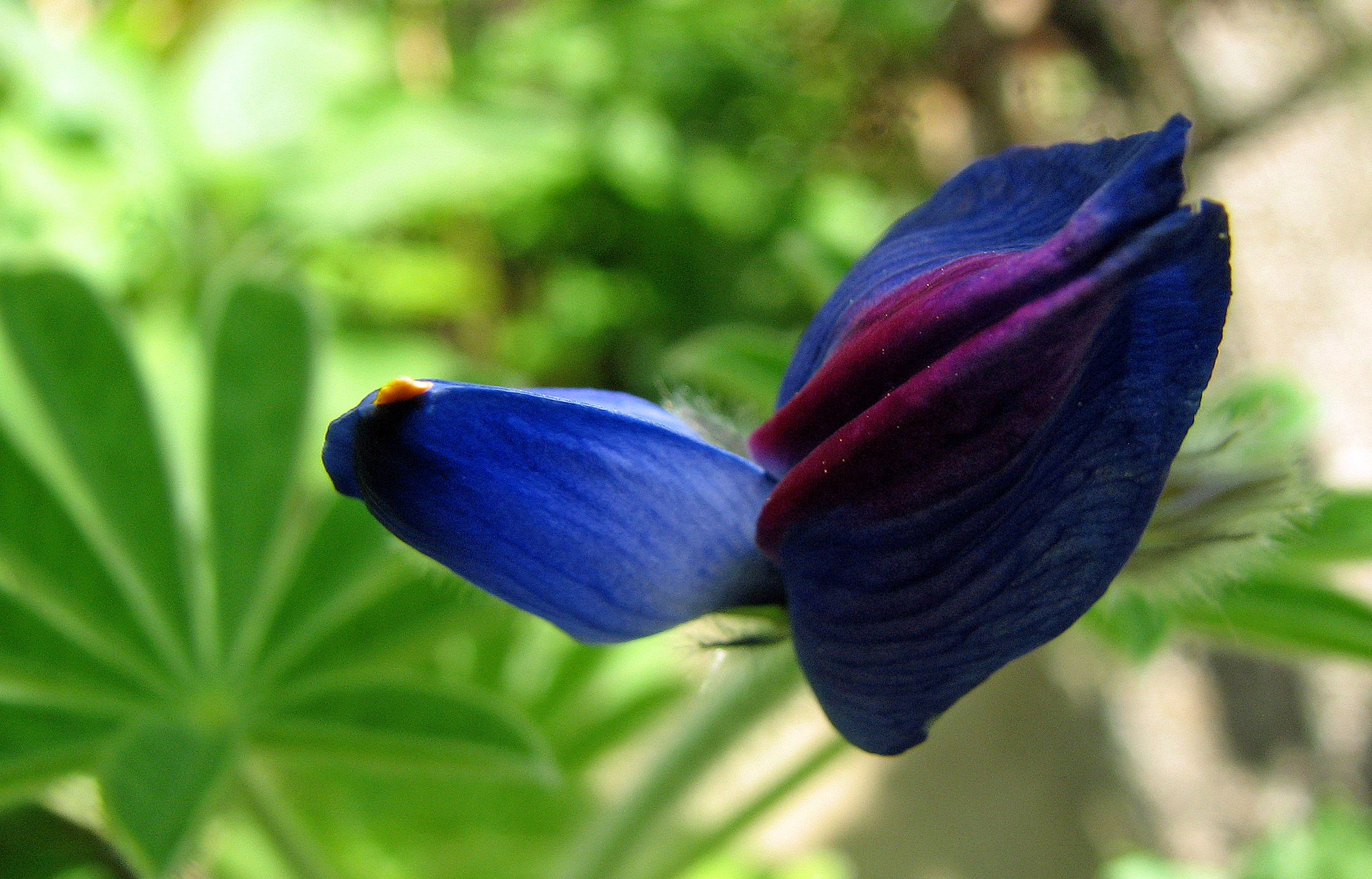 Süßlupinen