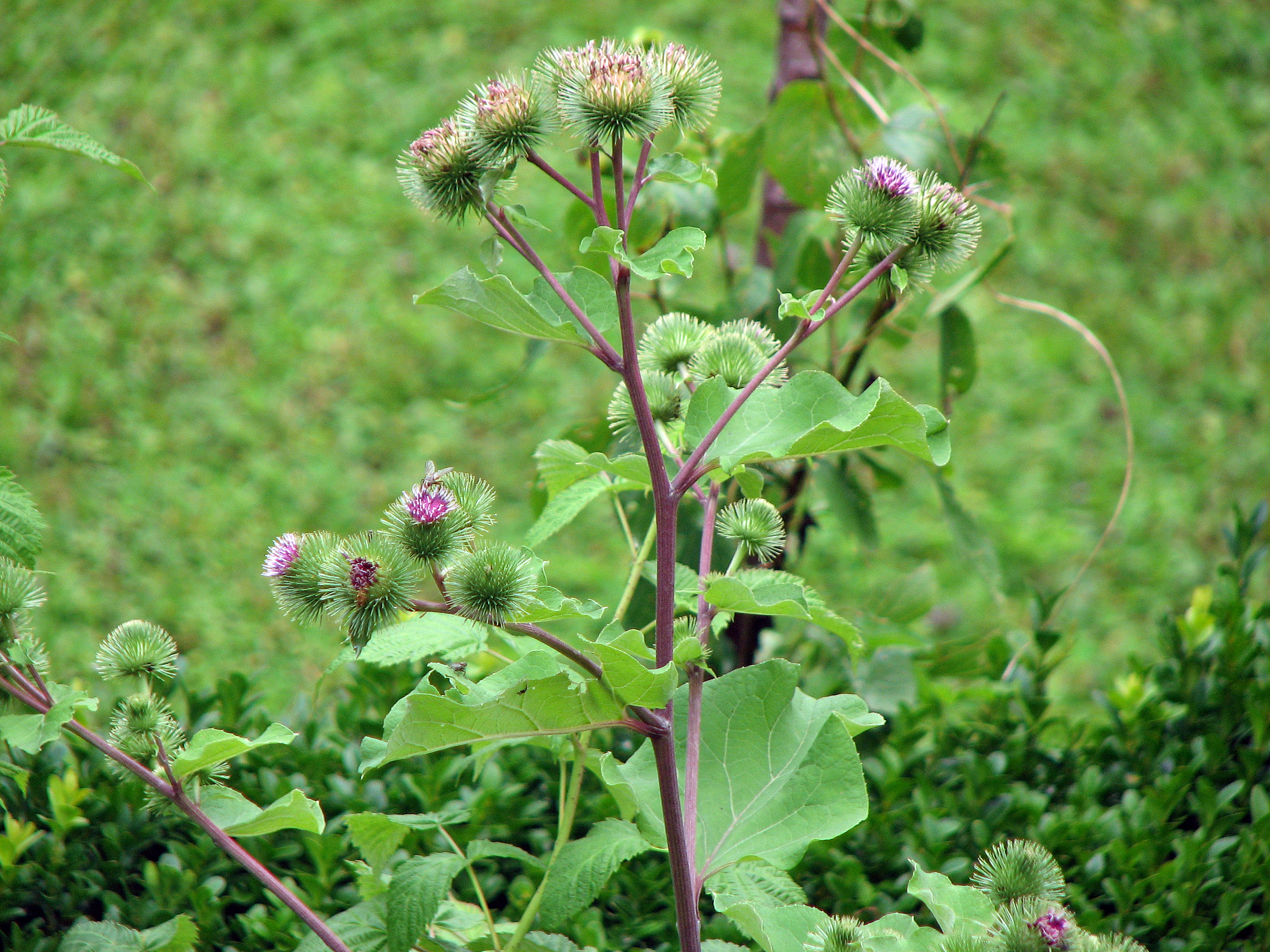 Große Klette