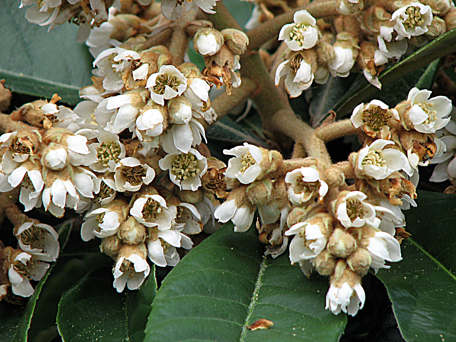 Japanische Wollmispel