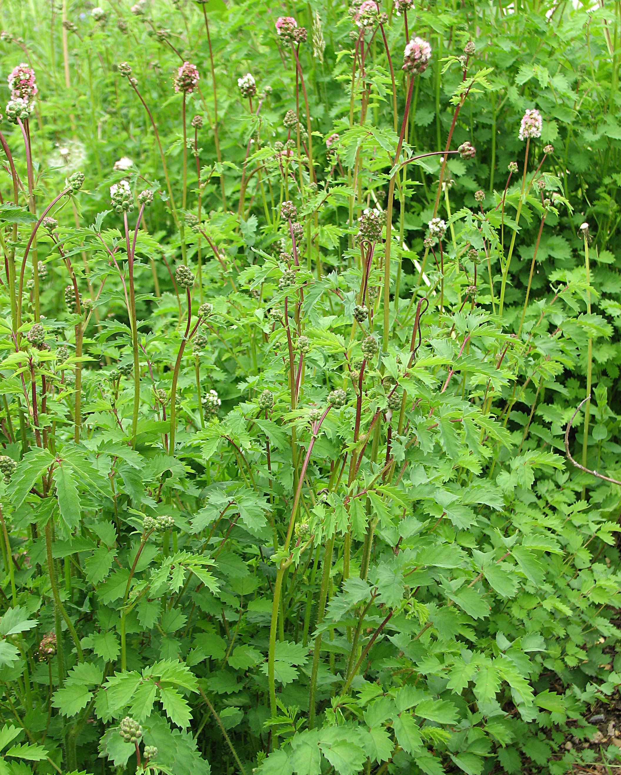 Kleiner Wiesenknopf