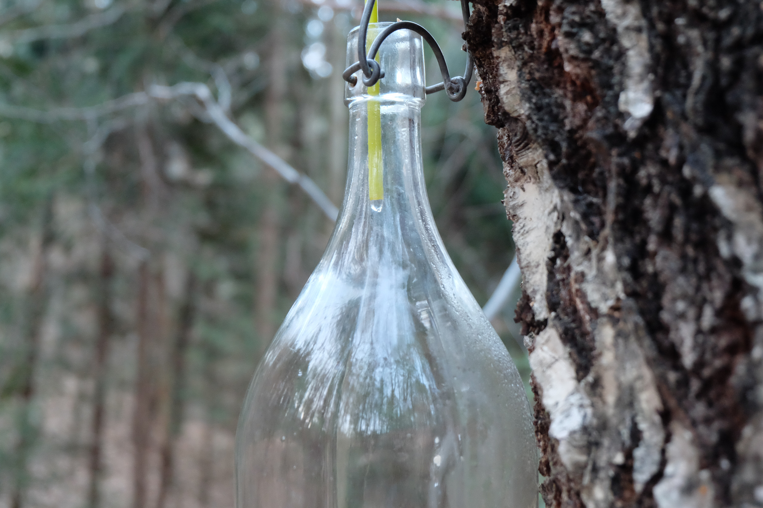 Birkensaft (Birkenwasser) zapfen