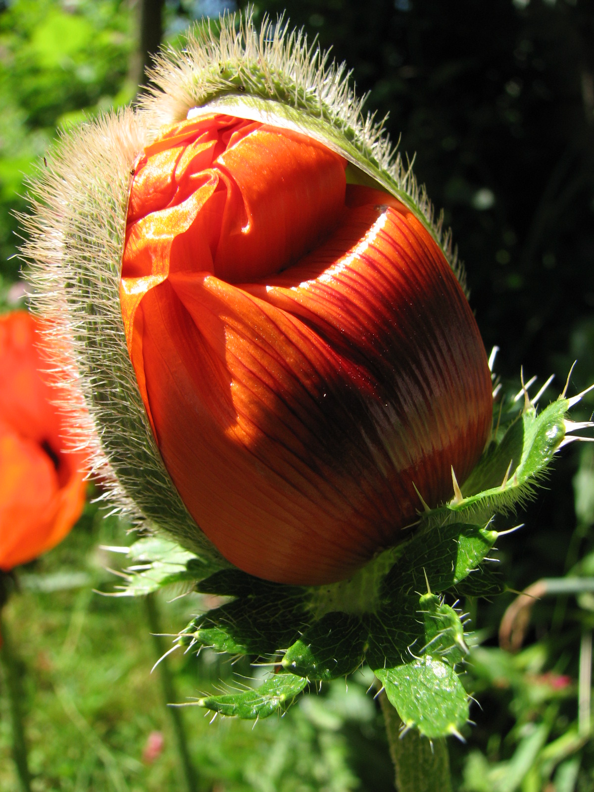 Türkischer Mohn