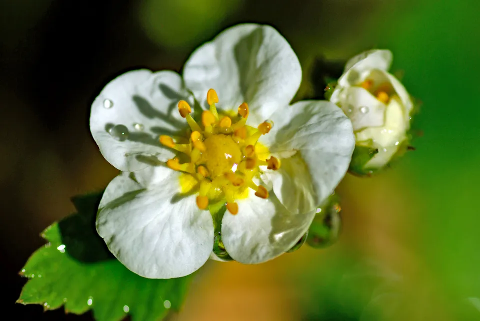 Gartenerdbeere