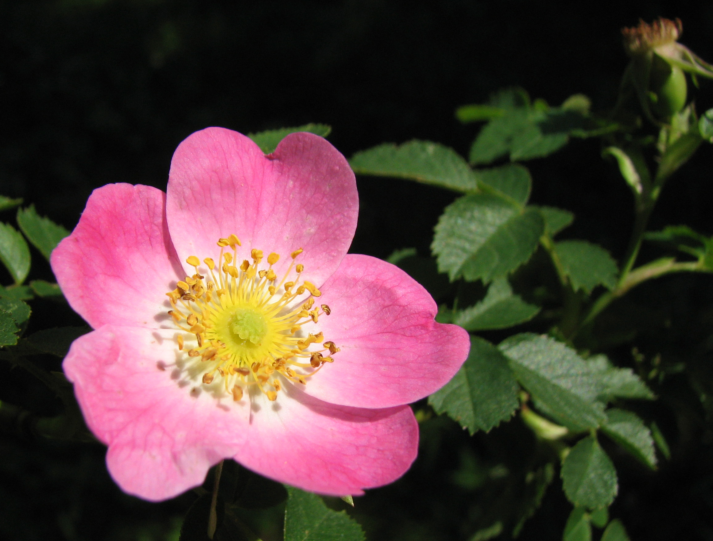 Weinrose-Wildrose