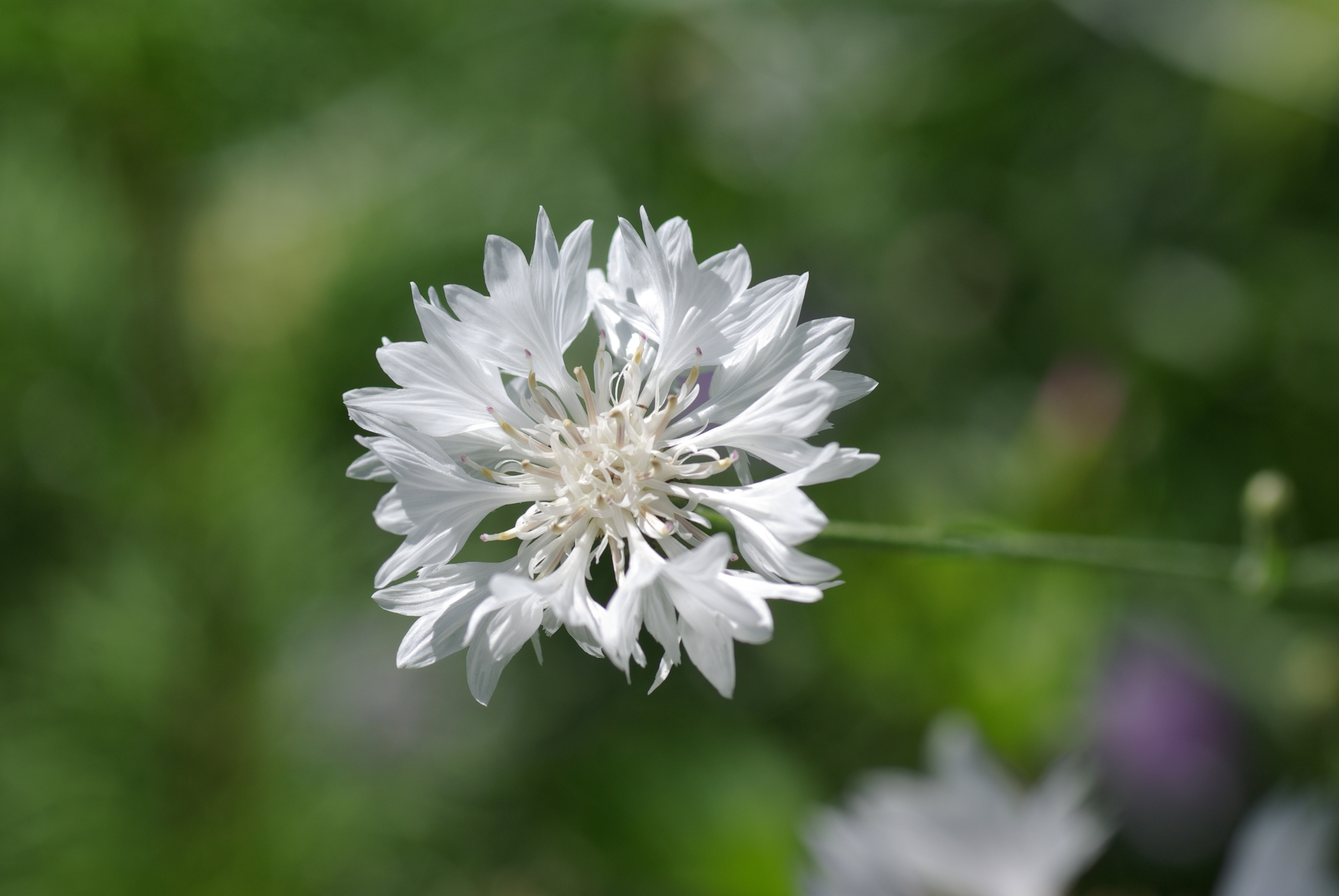Kornblume