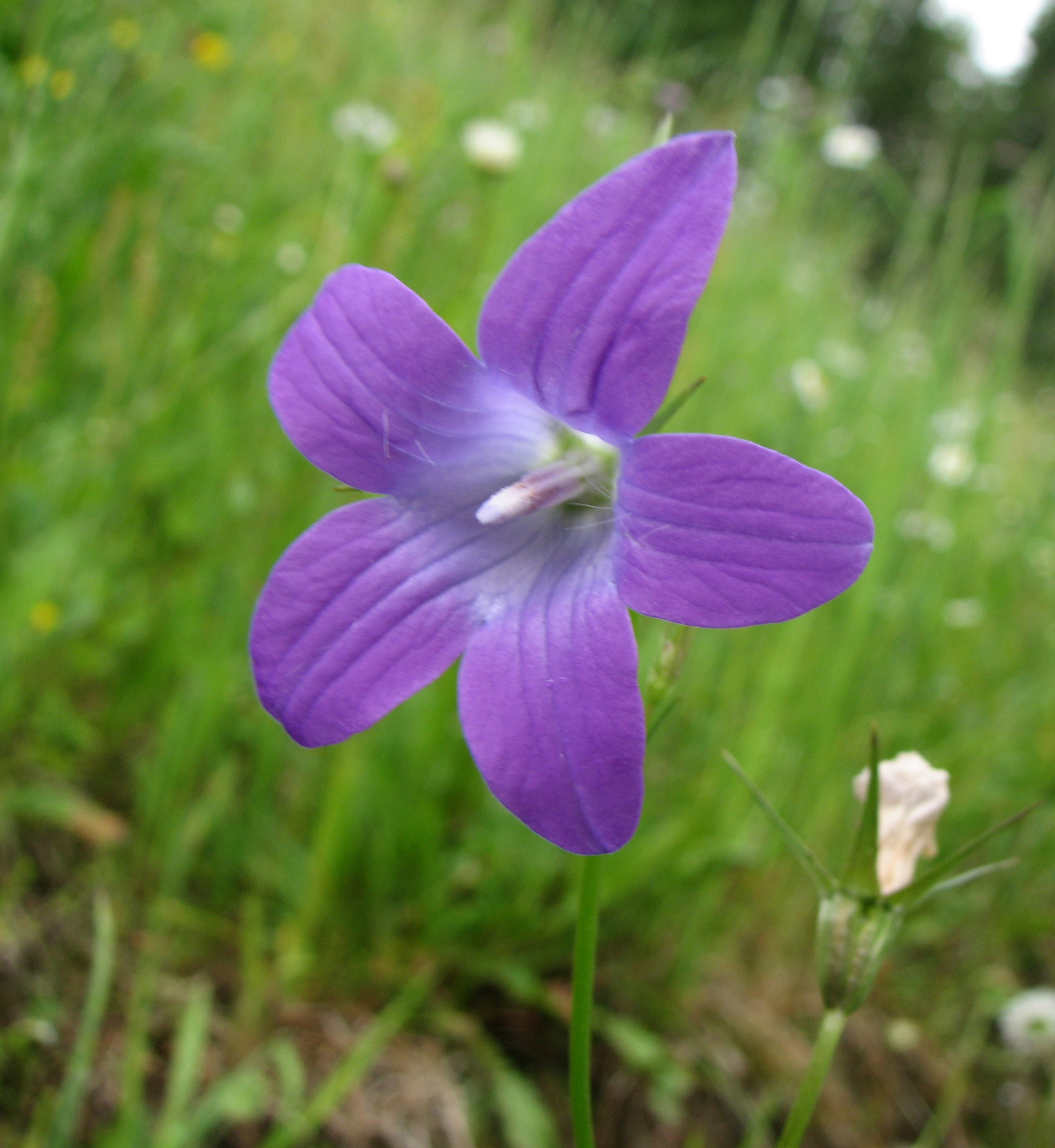 Wiesenglockenblume