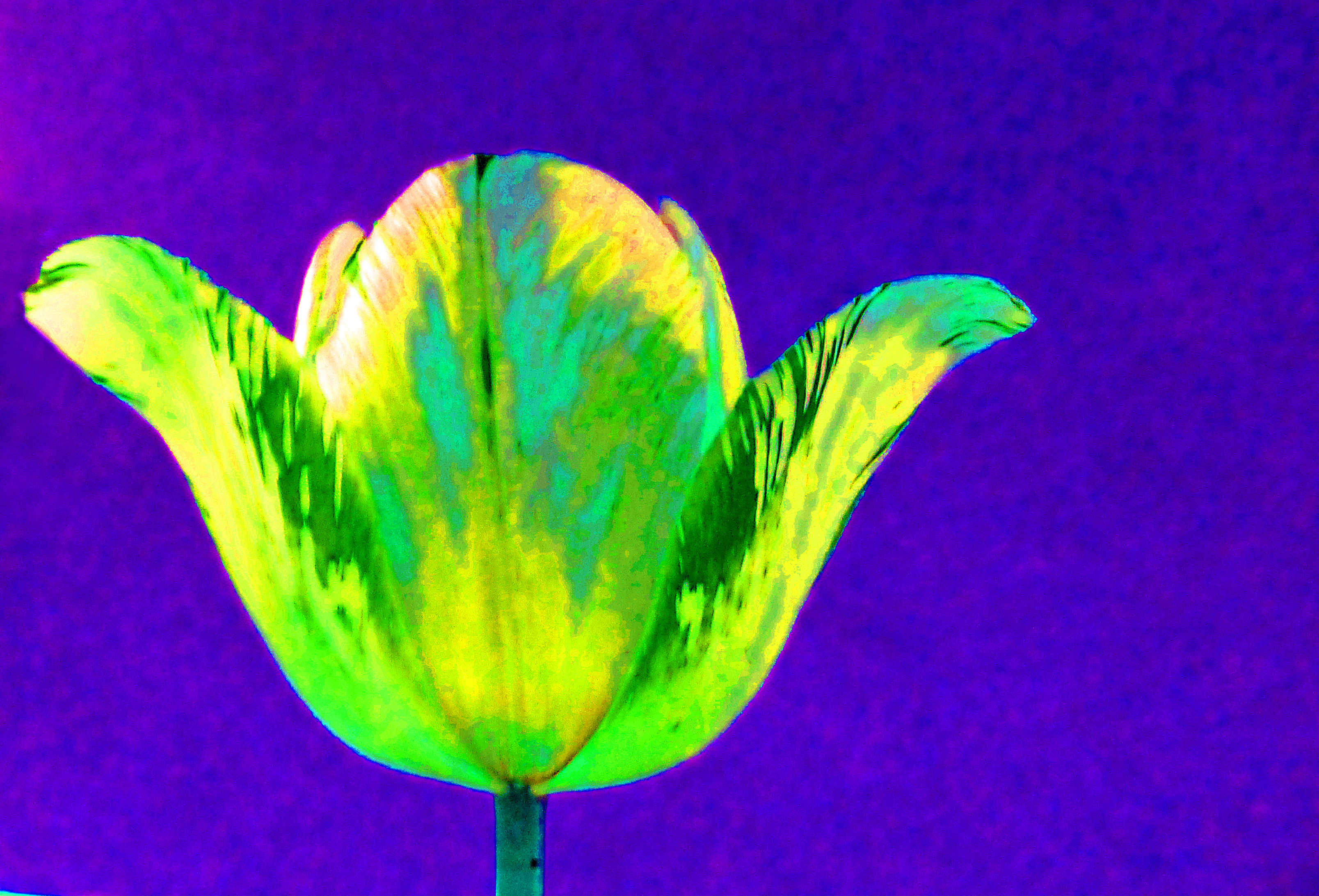 Gartentulpe