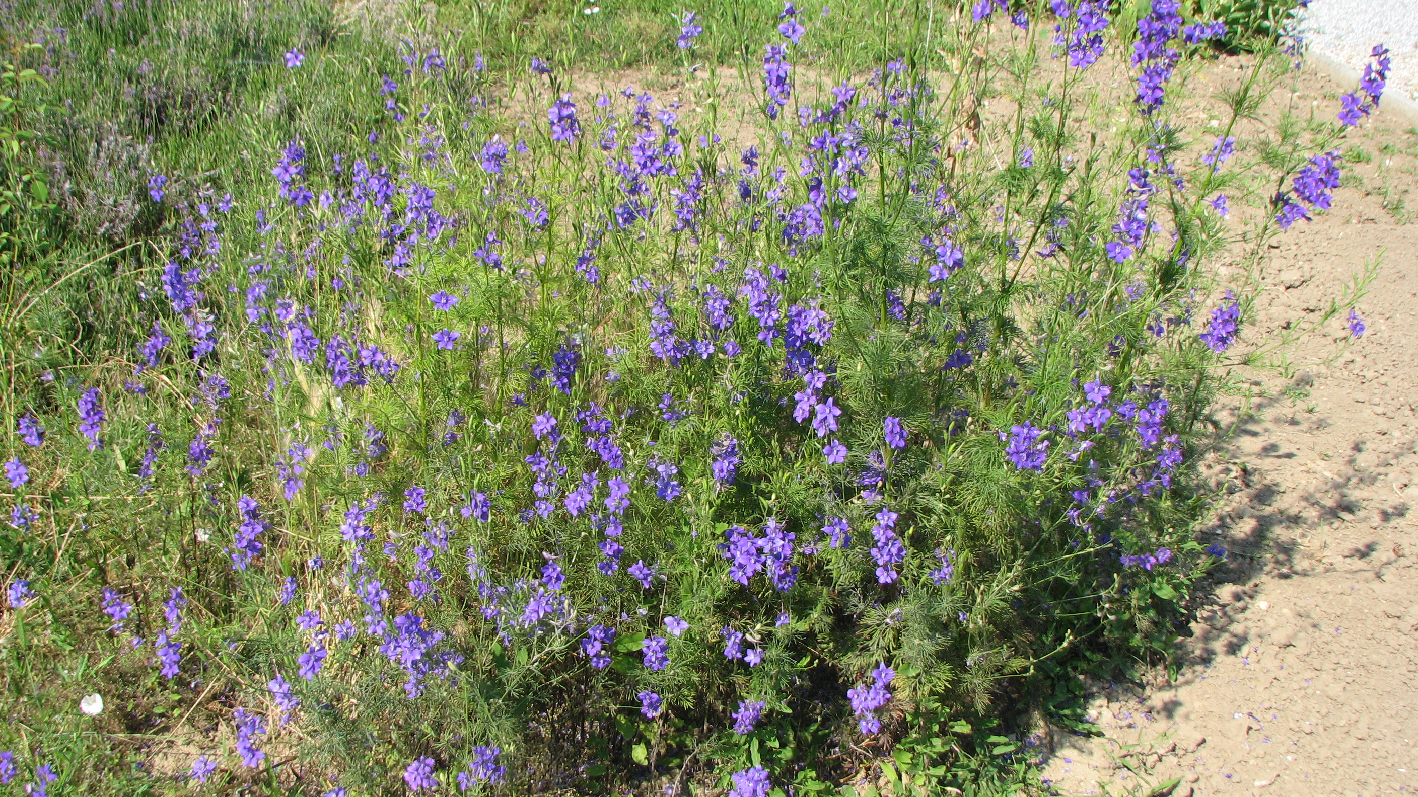 Gewöhnlicher Feldrittersporn