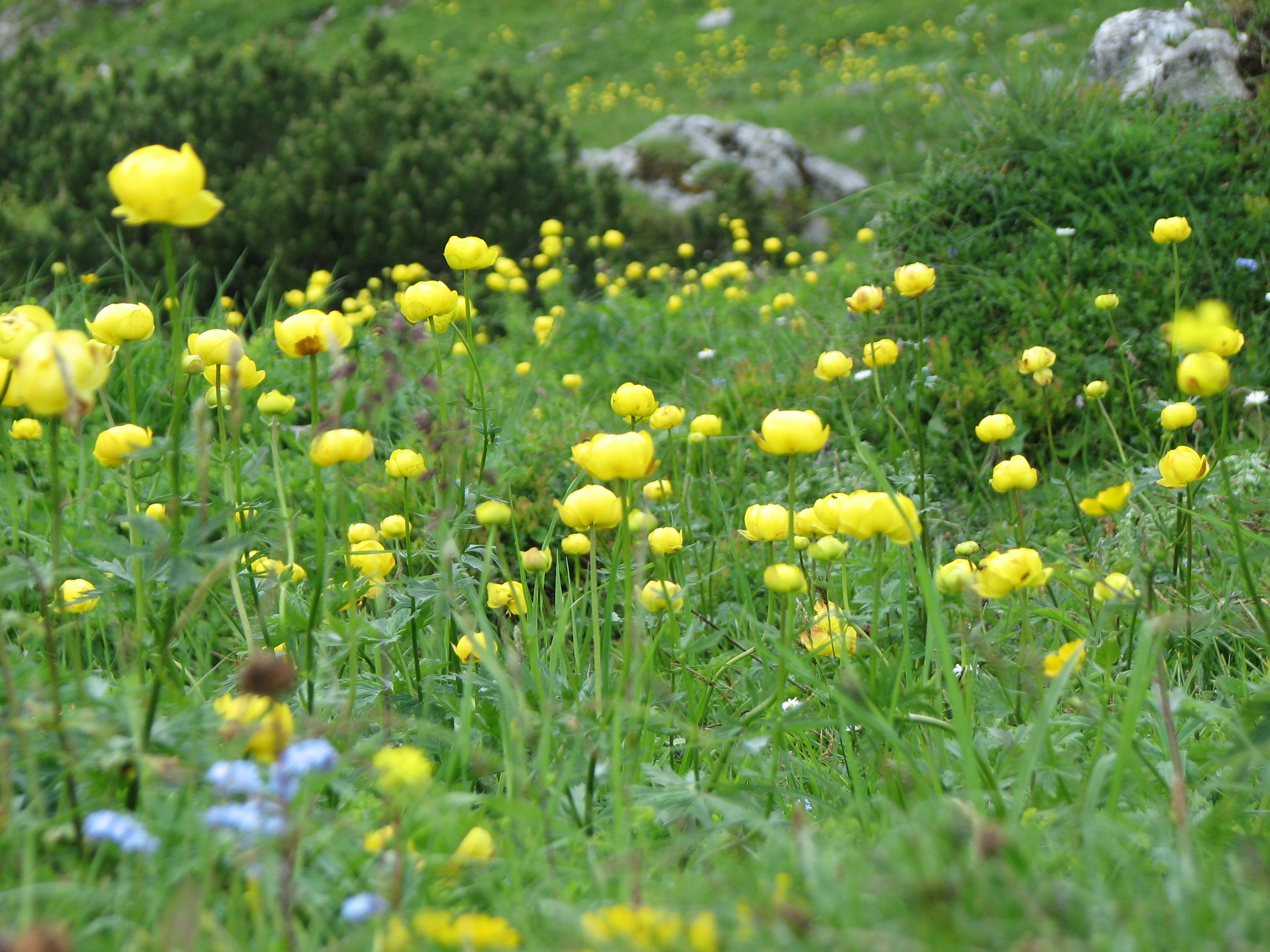 Trollblume