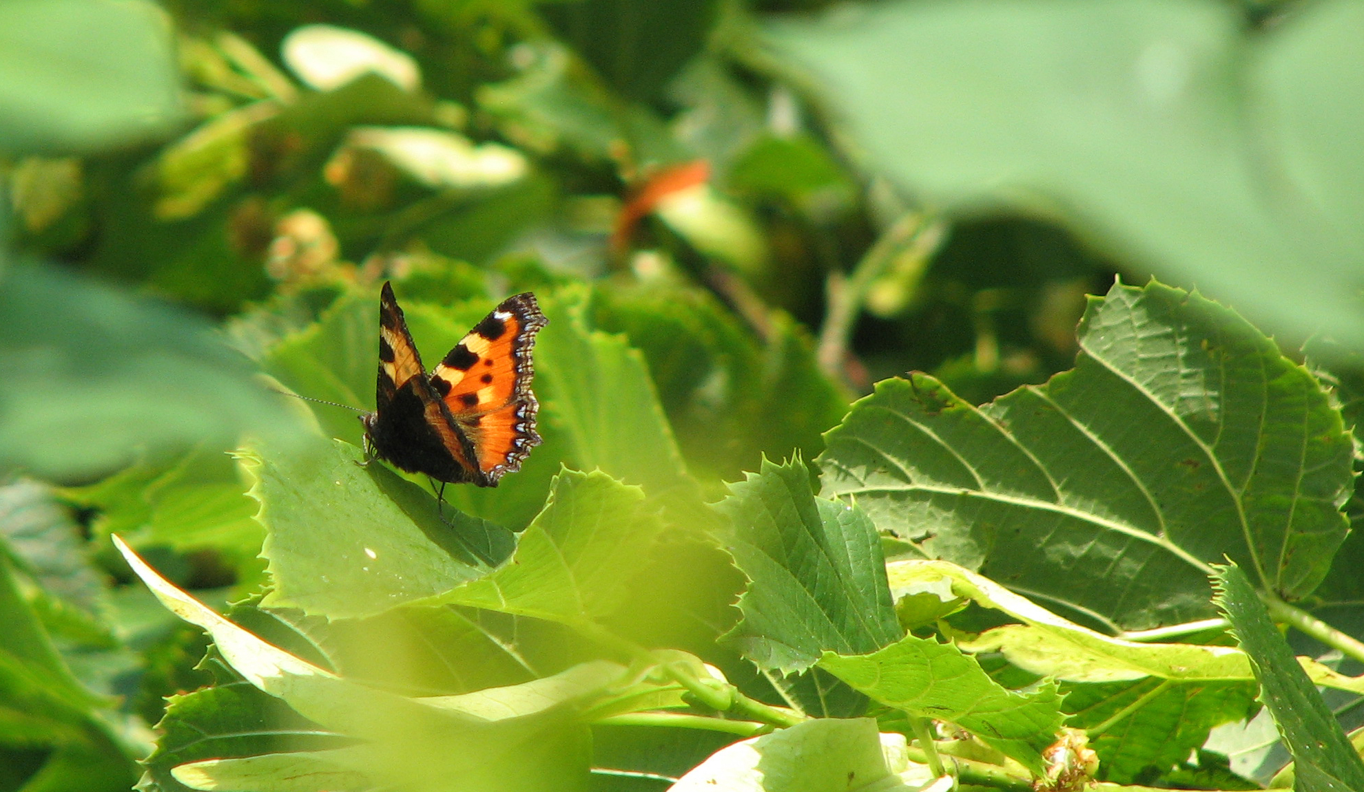 Sommerlinde