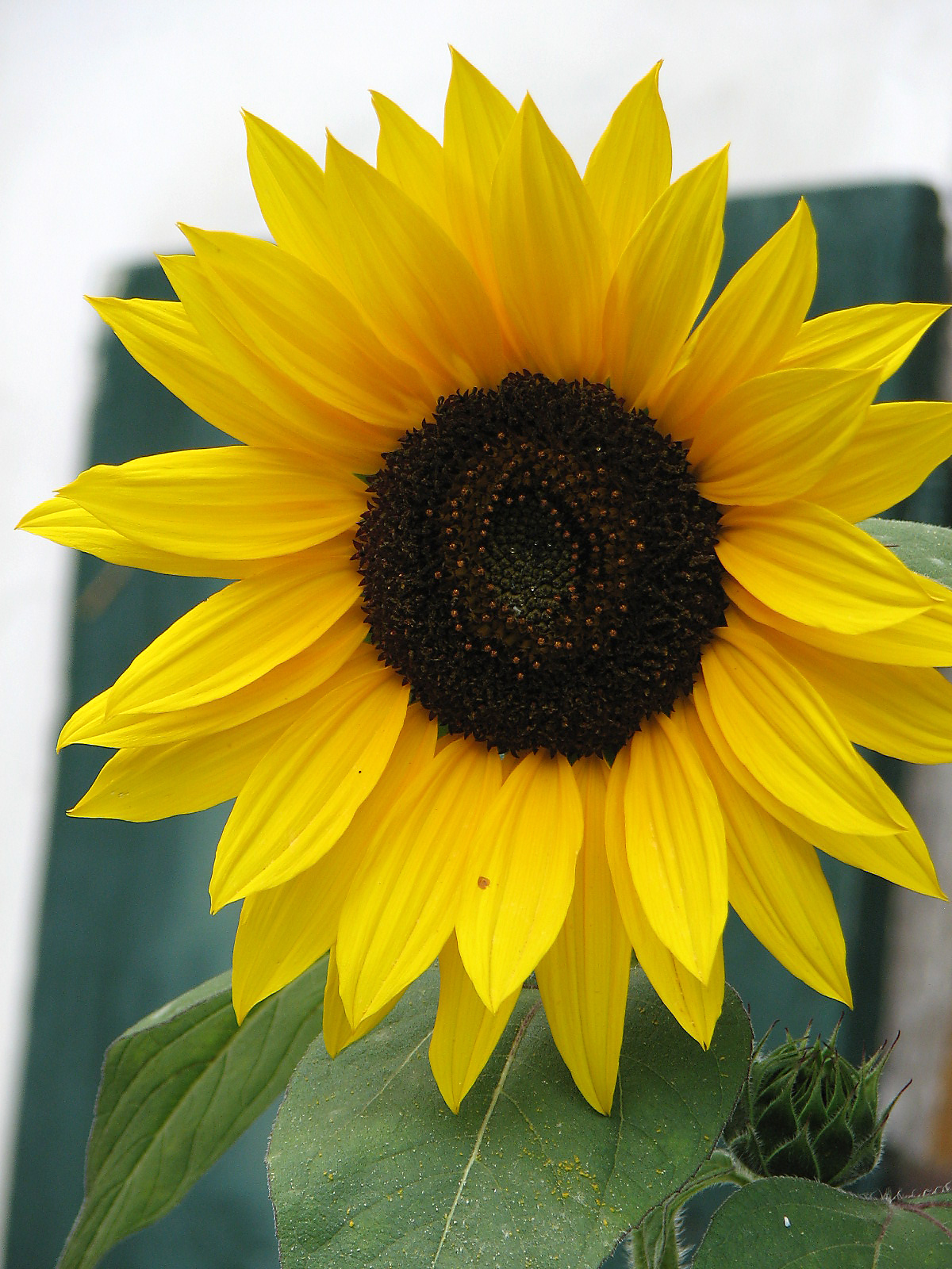 Sonnenblume