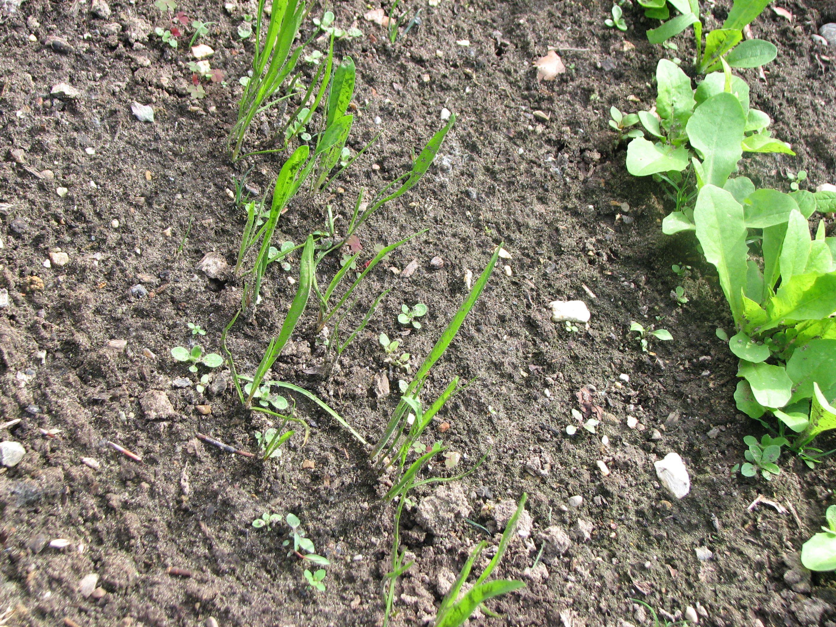 Zichorie & Chicorée