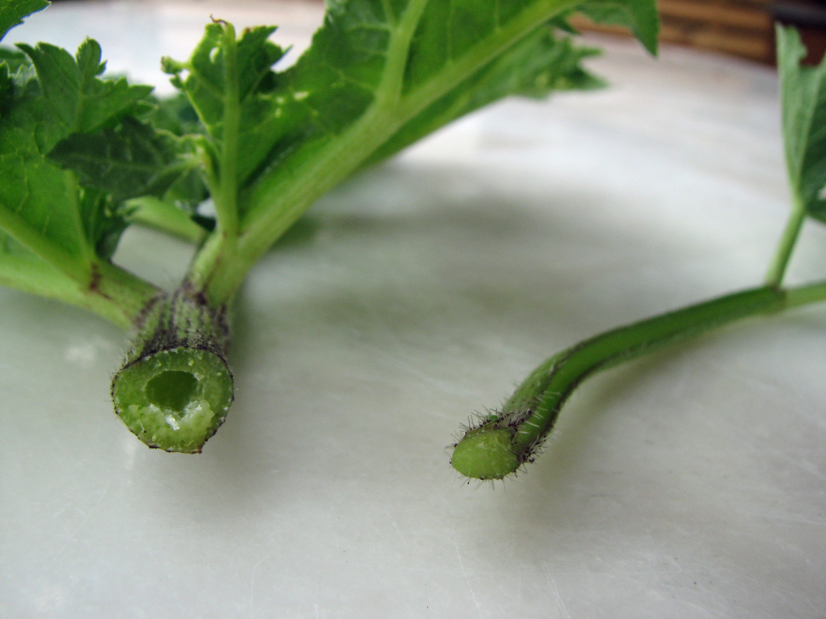 Wiesenbärenklau