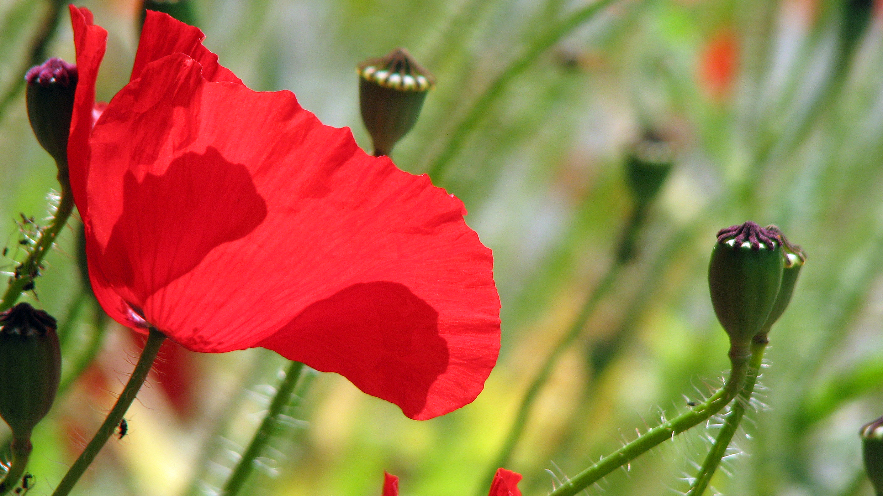 Klatschmohn