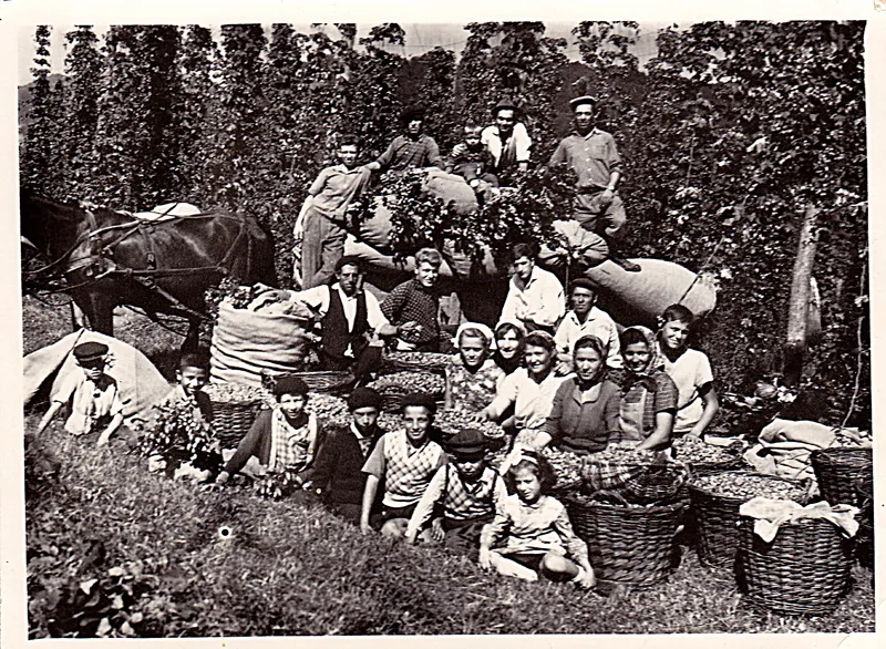 Hopfenbau in Groß-Alisch