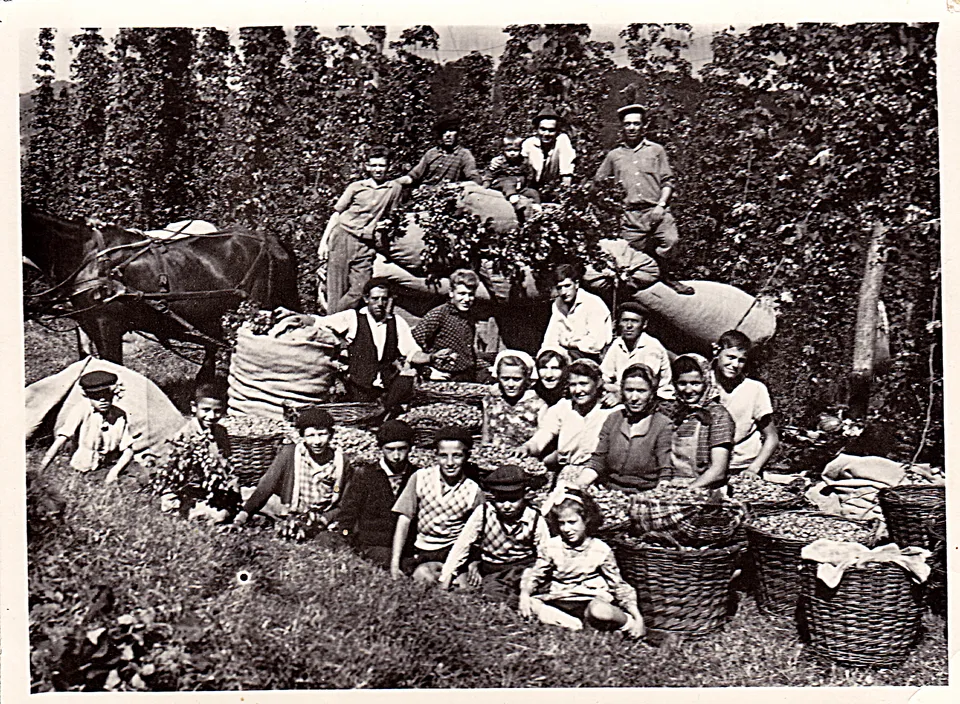 Hopfenbau in Groß-Alisch