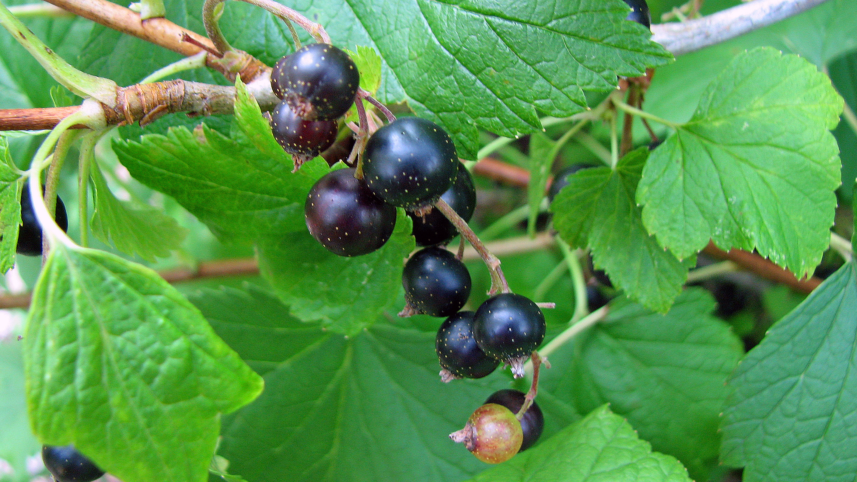 Johannisbeeren