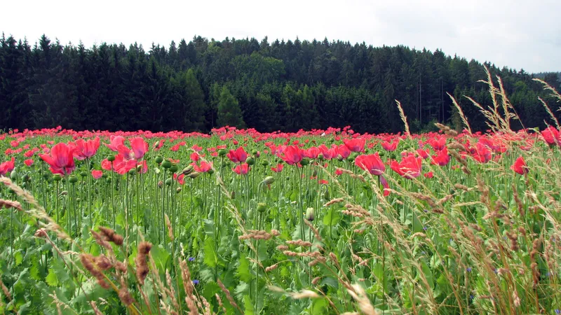 Schlafmohn
