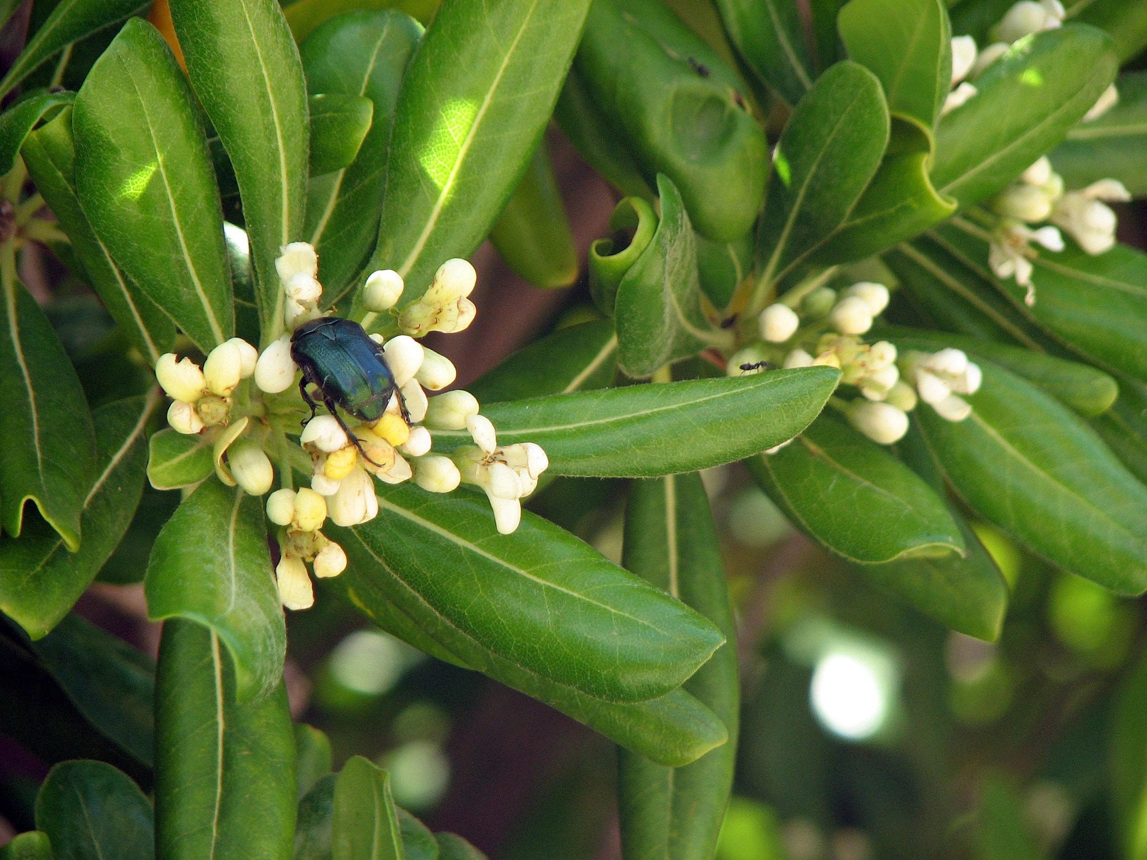 Chinesischer Klebsame