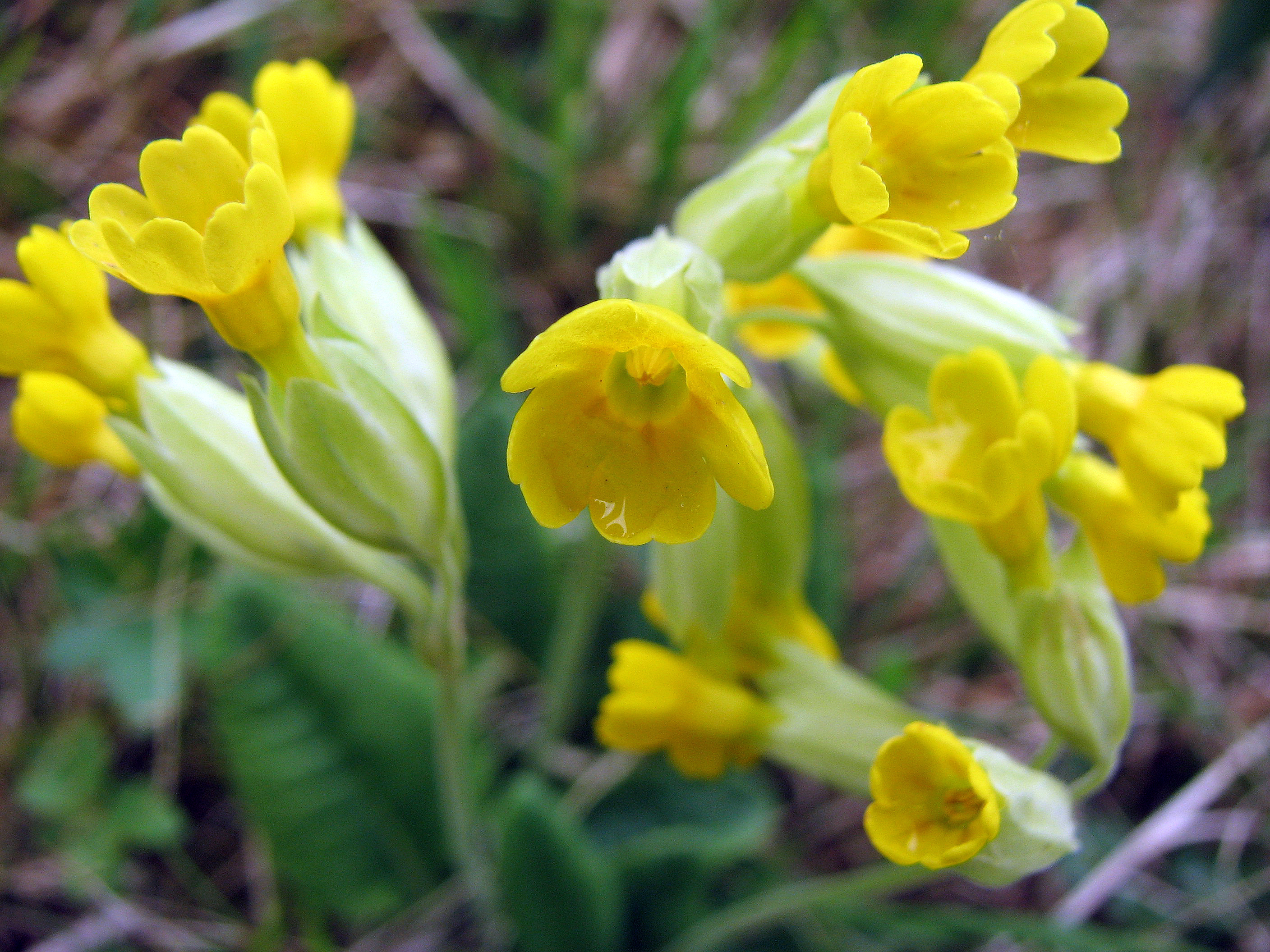Echte Schlüsselblume