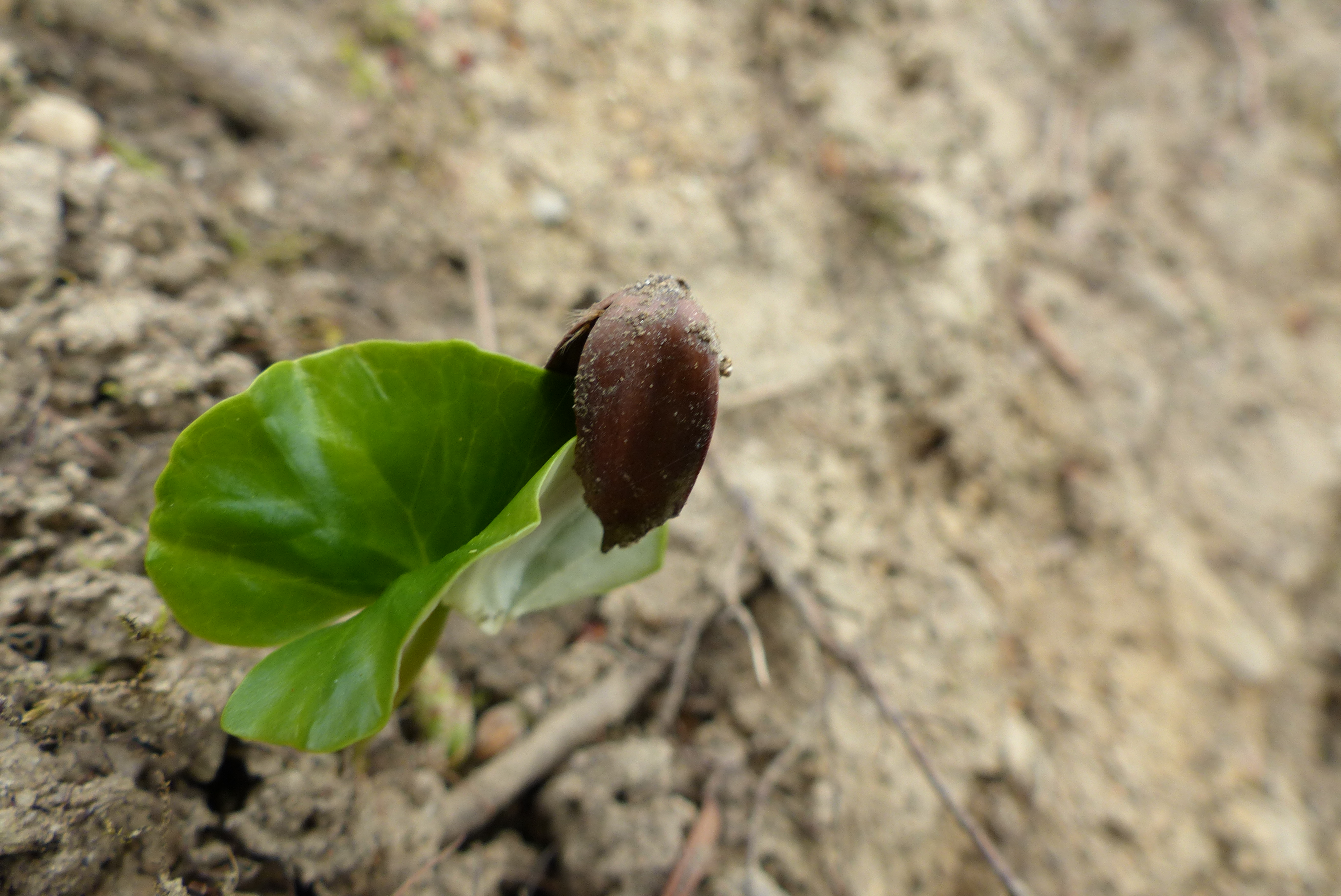 Rotbuche