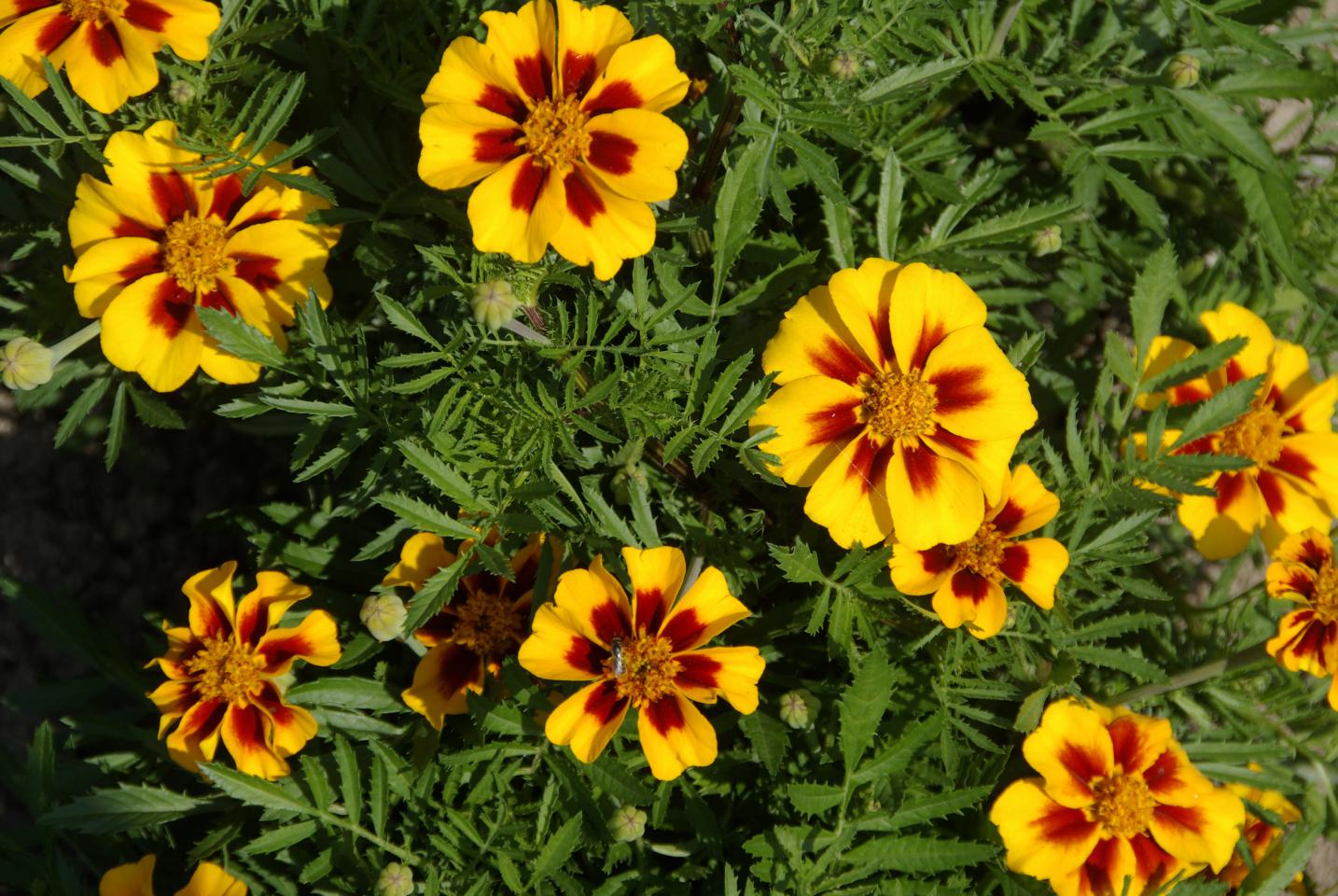 Niedrige Tagetes