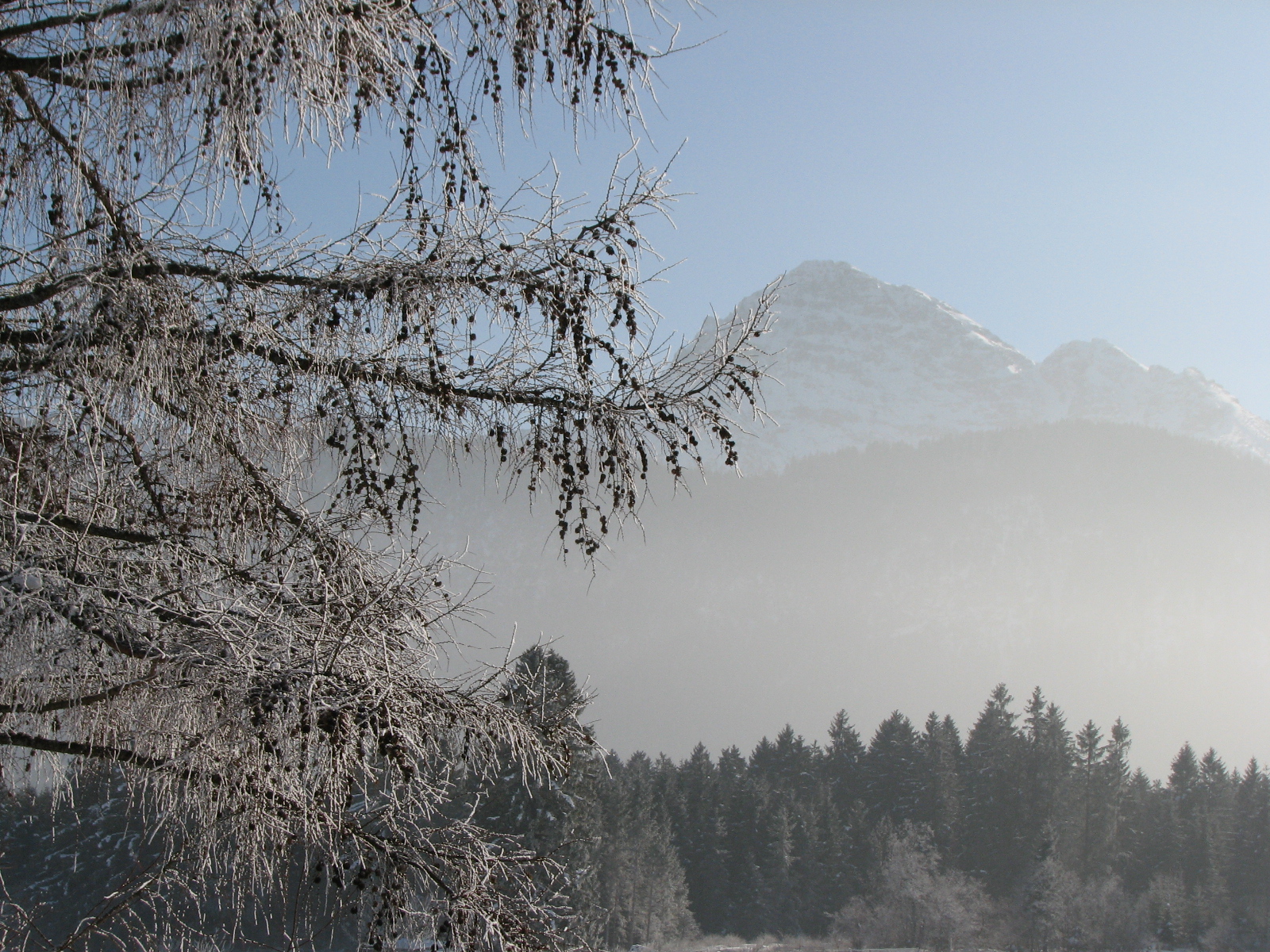 Europäische Lärche