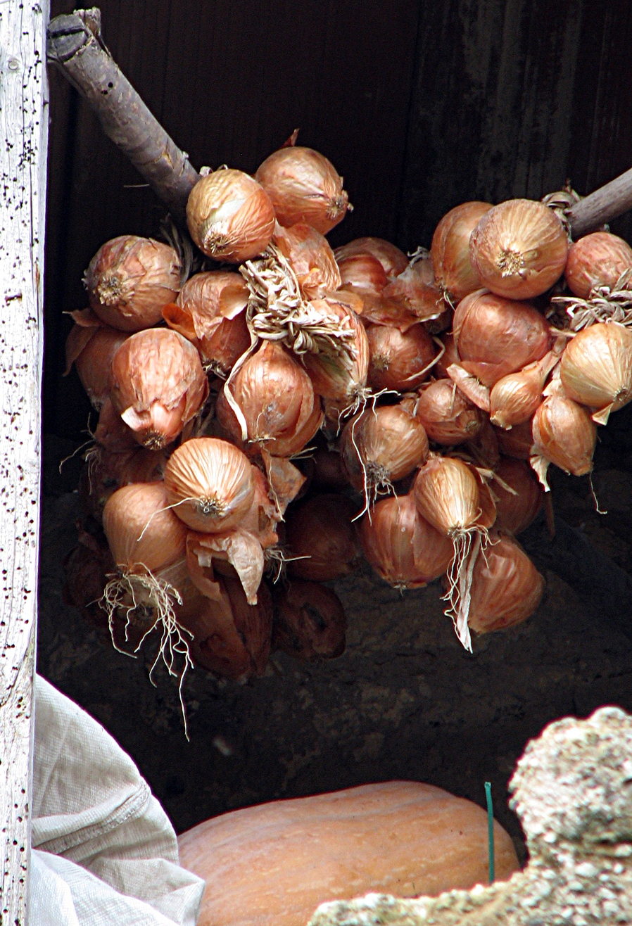 Küchenzwiebel