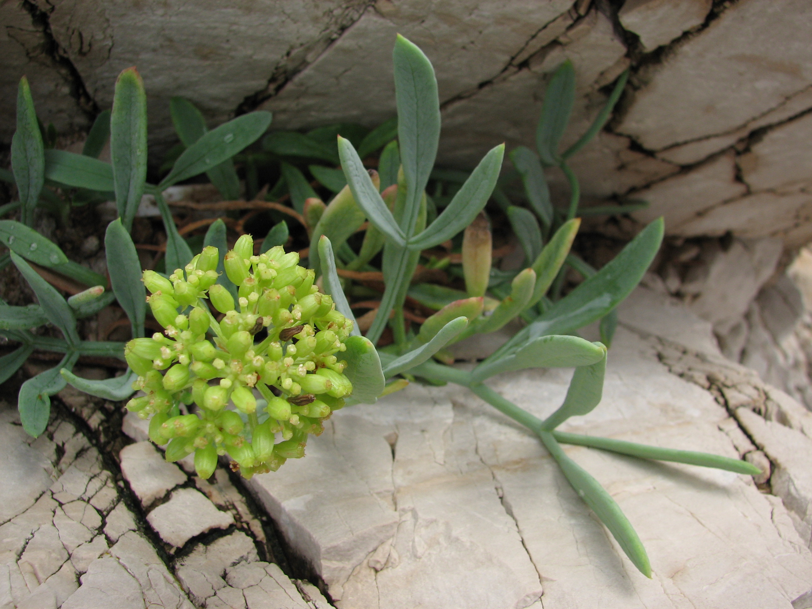 Meerfenchel