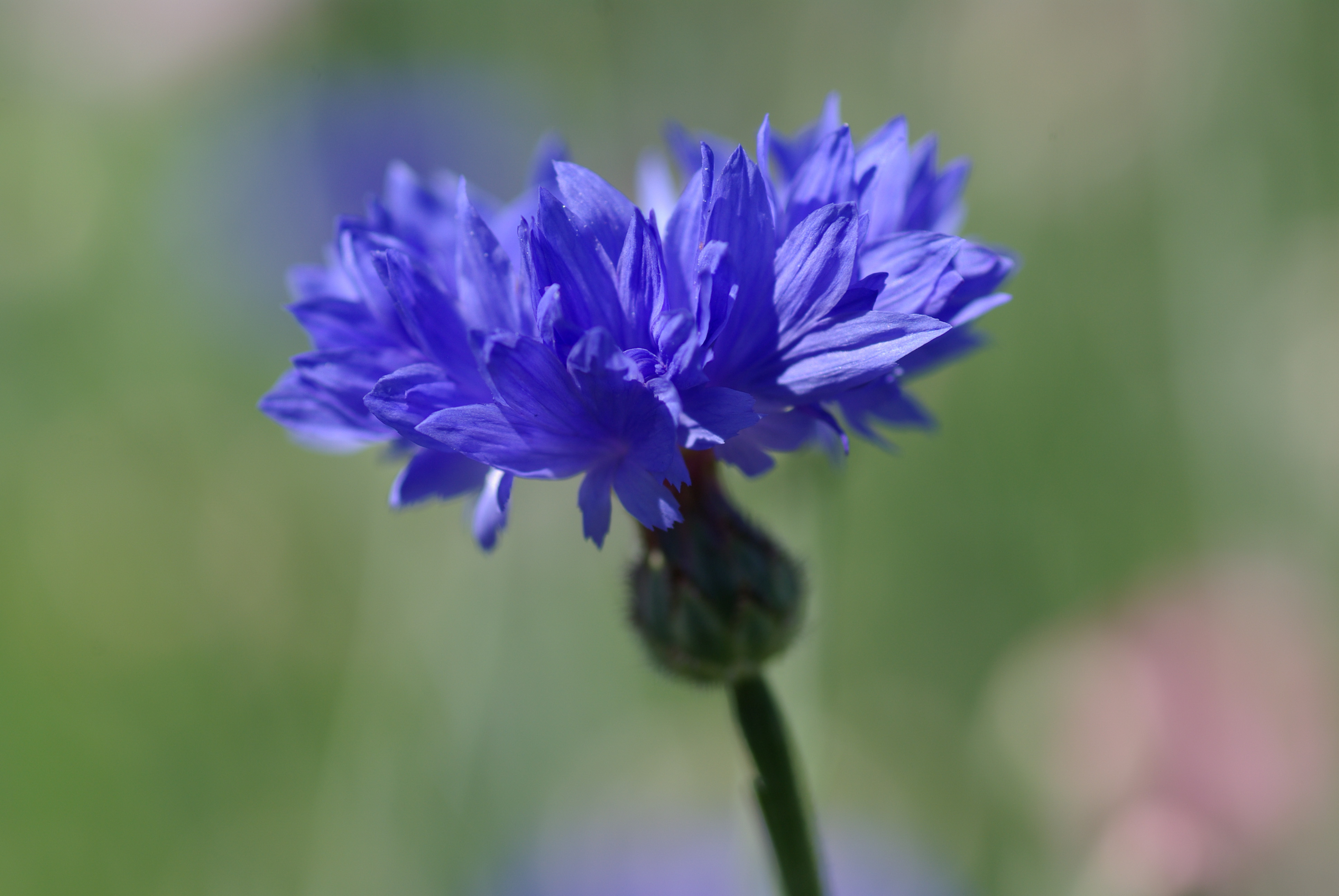 Kornblume