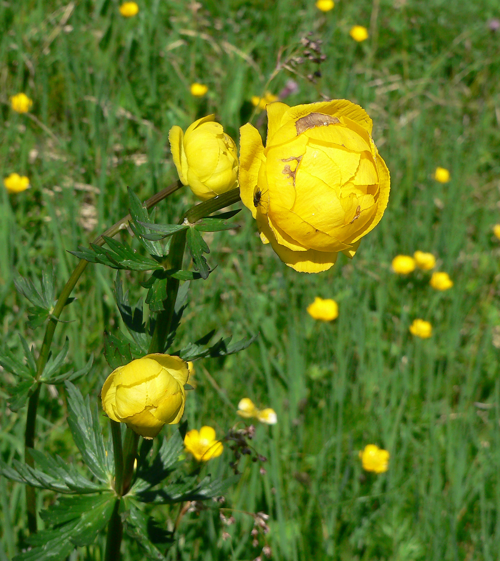 Trollblume