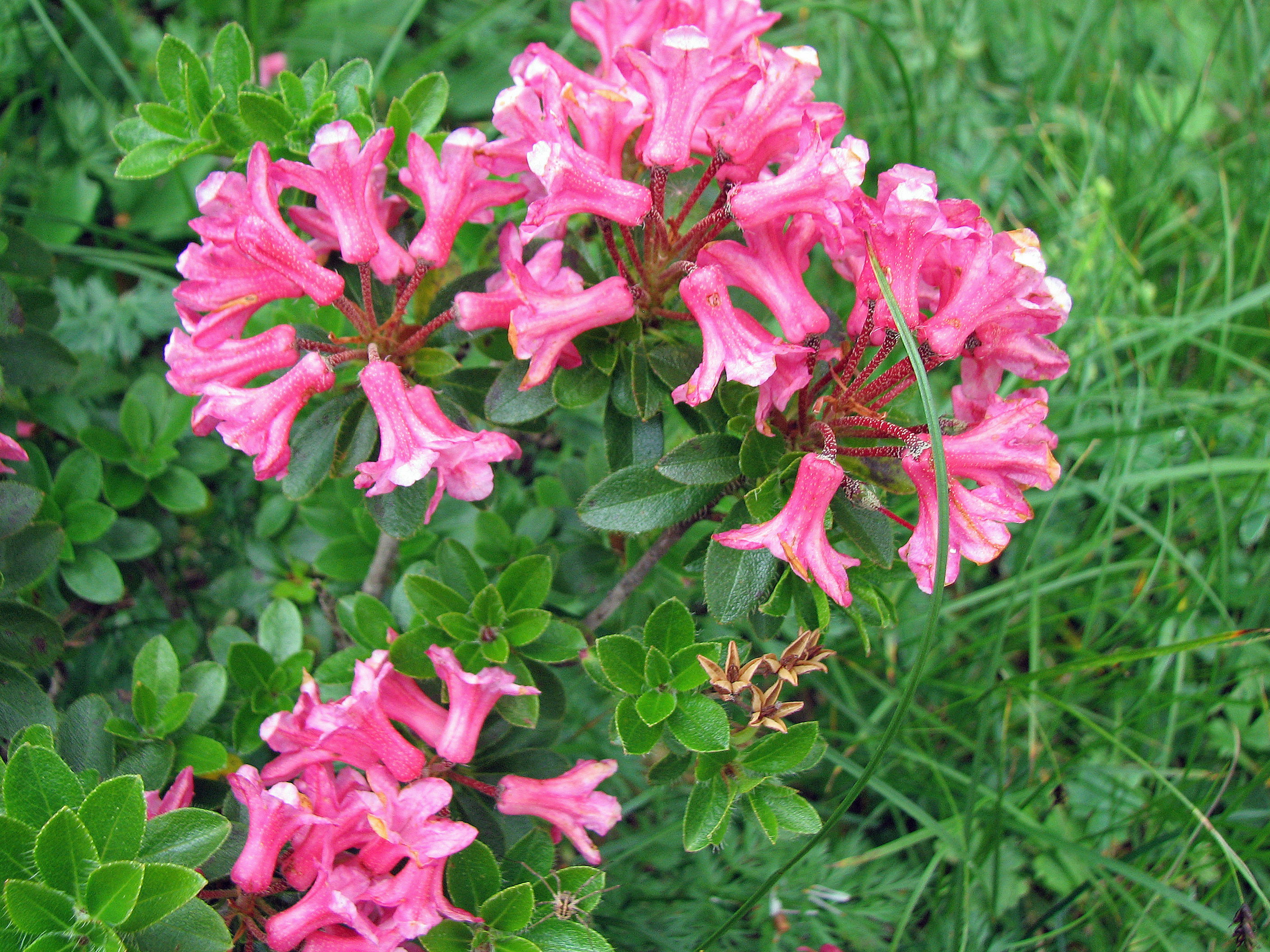 Bewimperte Alpenrose