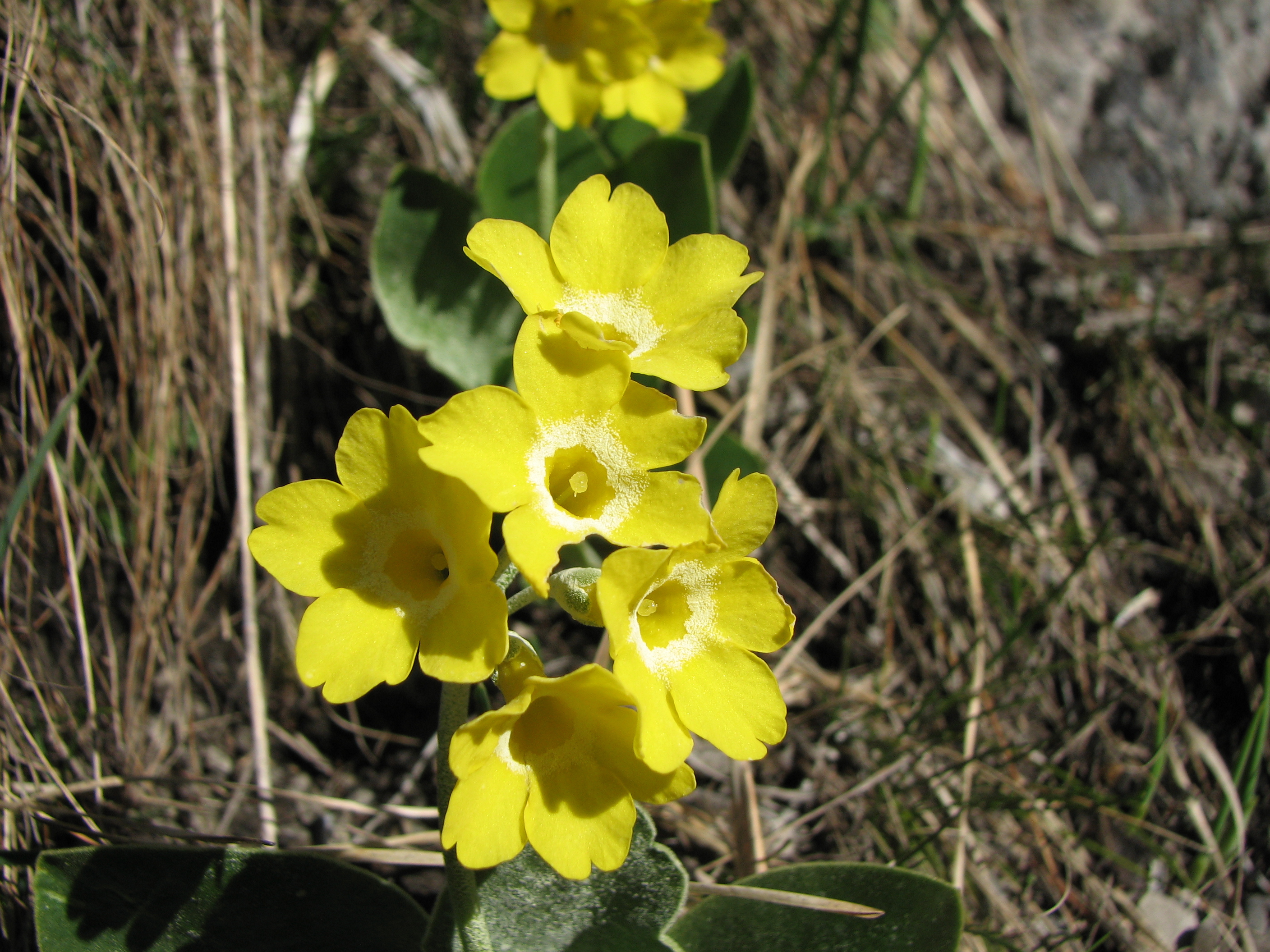 Alpenaurikel