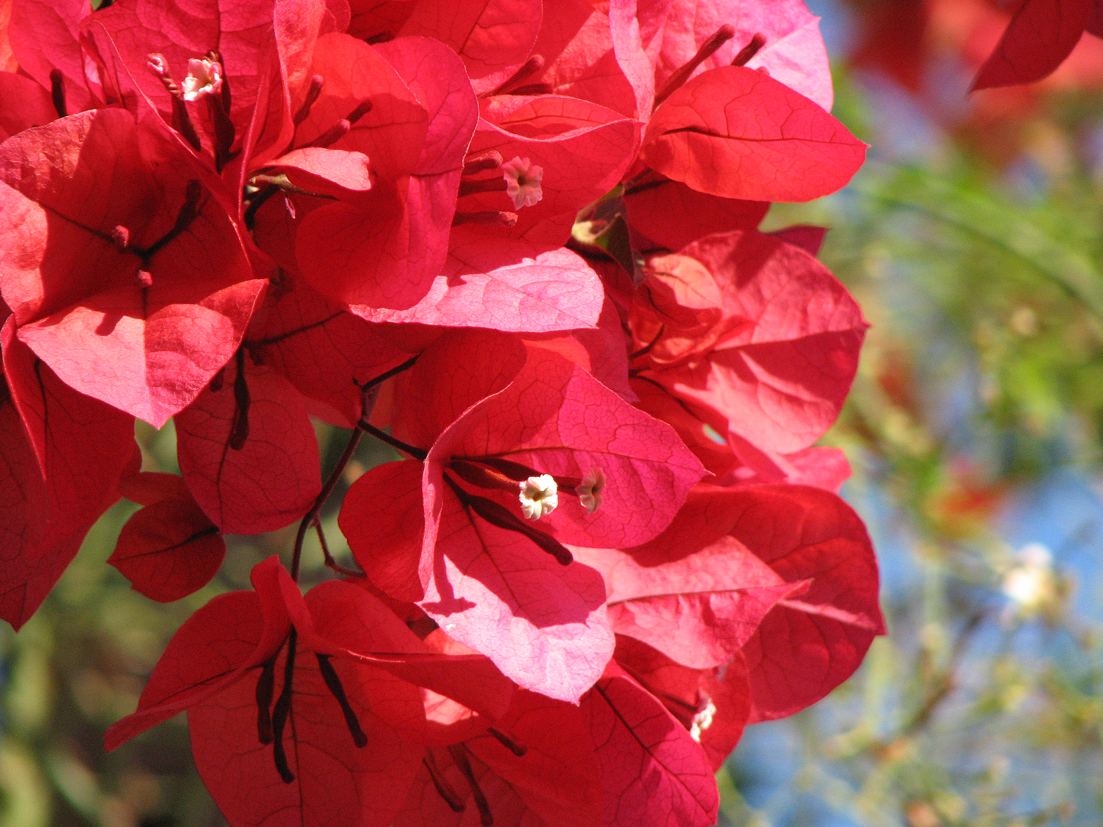 Bougainvillea