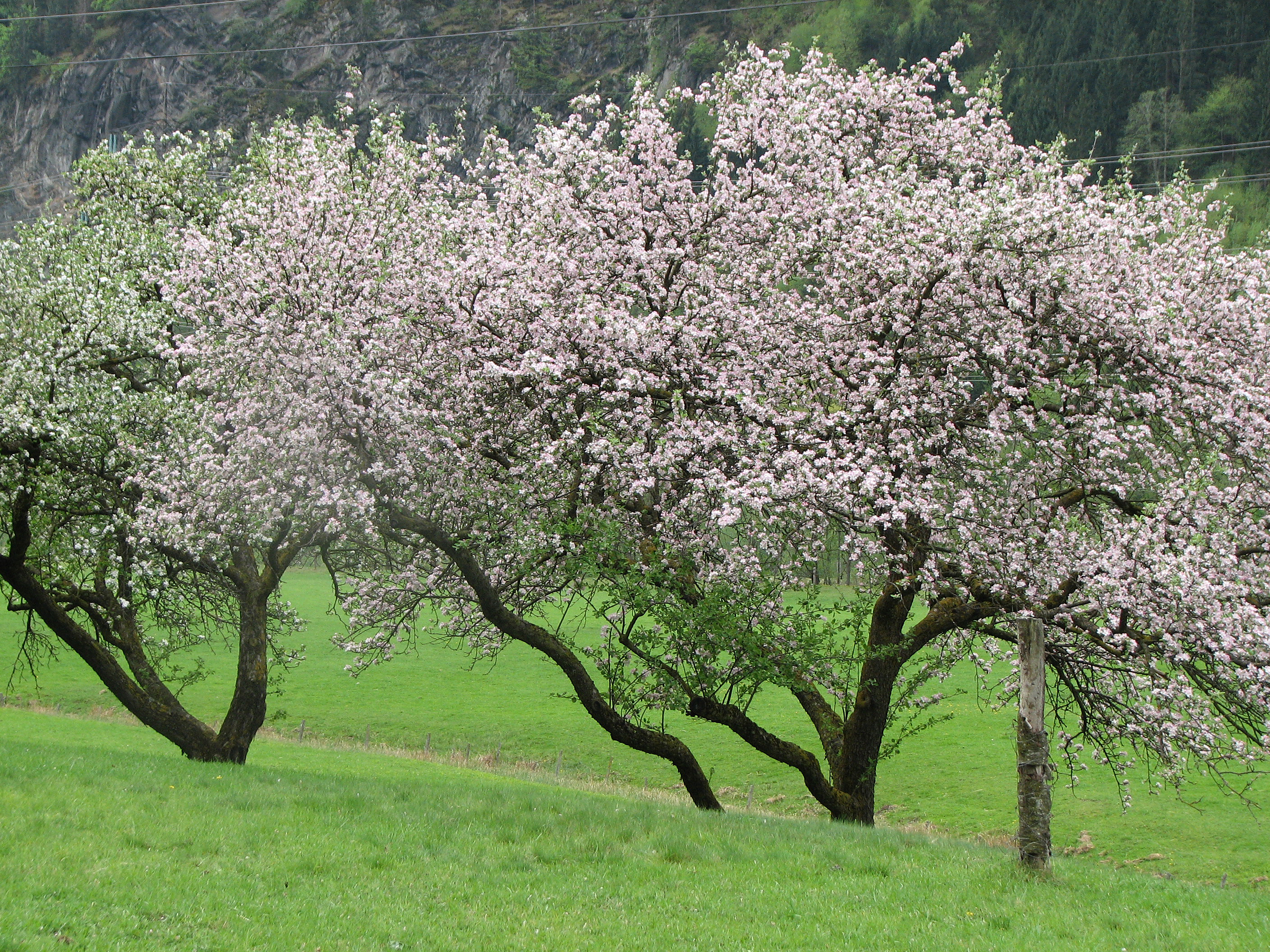 Apfel