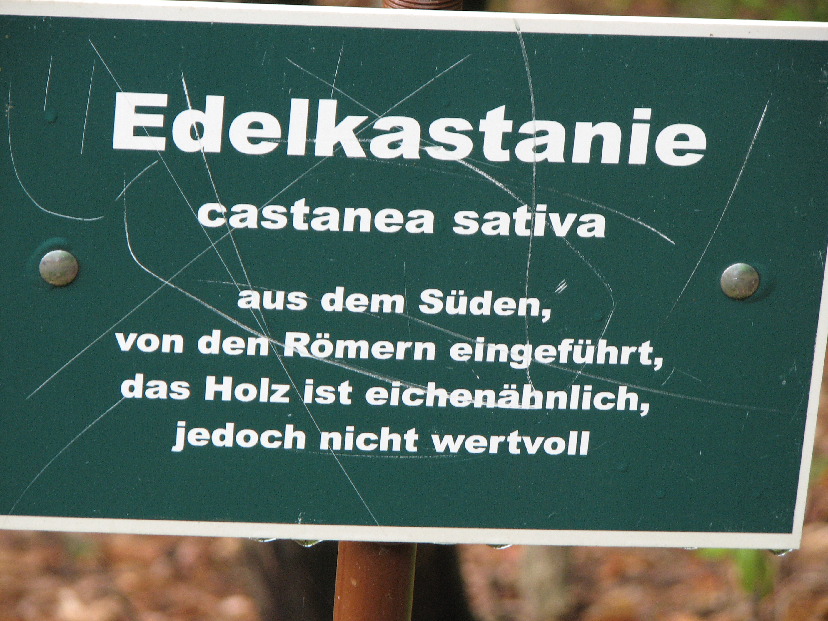 Edelkastanie