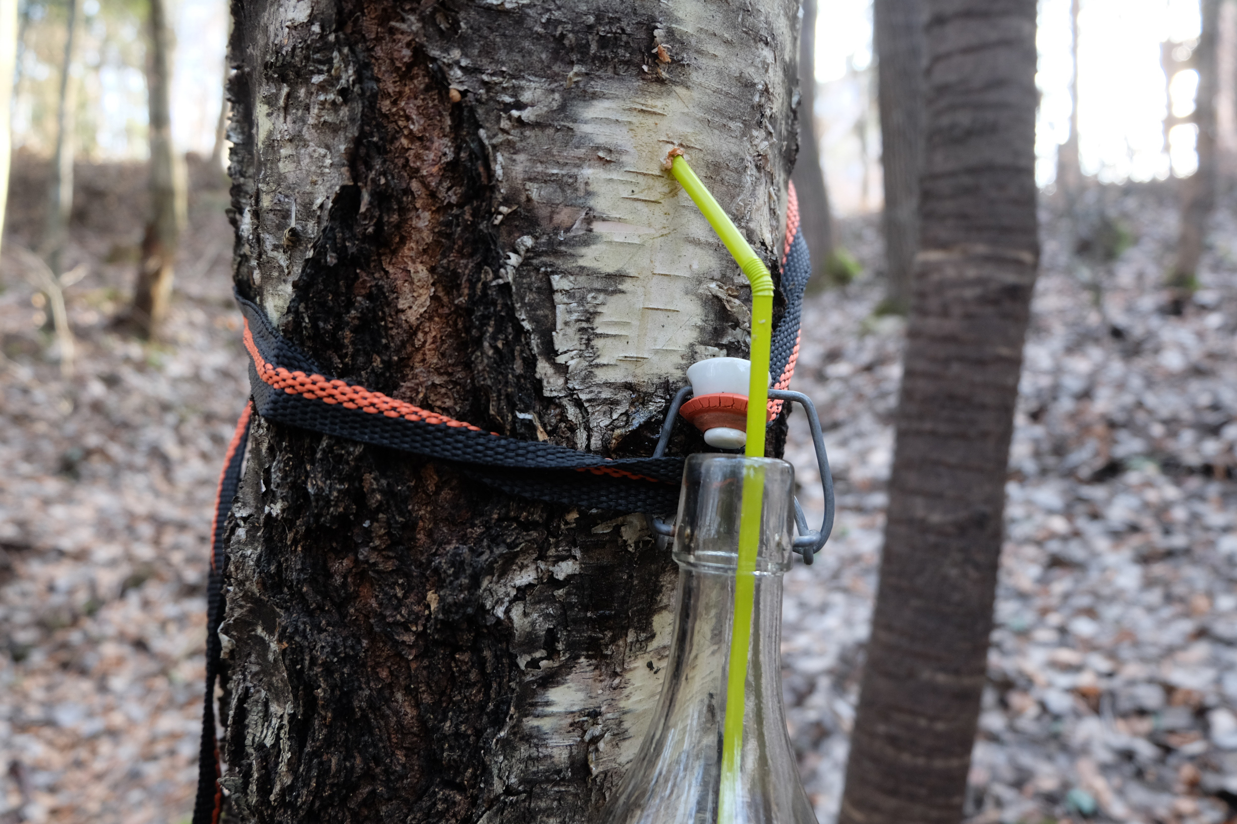 Birkensaft (Birkenwasser) zapfen