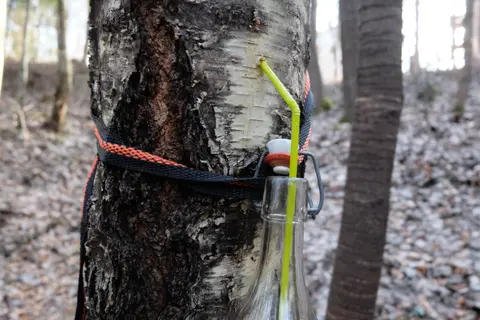 Birkensaft (Birkenwasser) zapfen